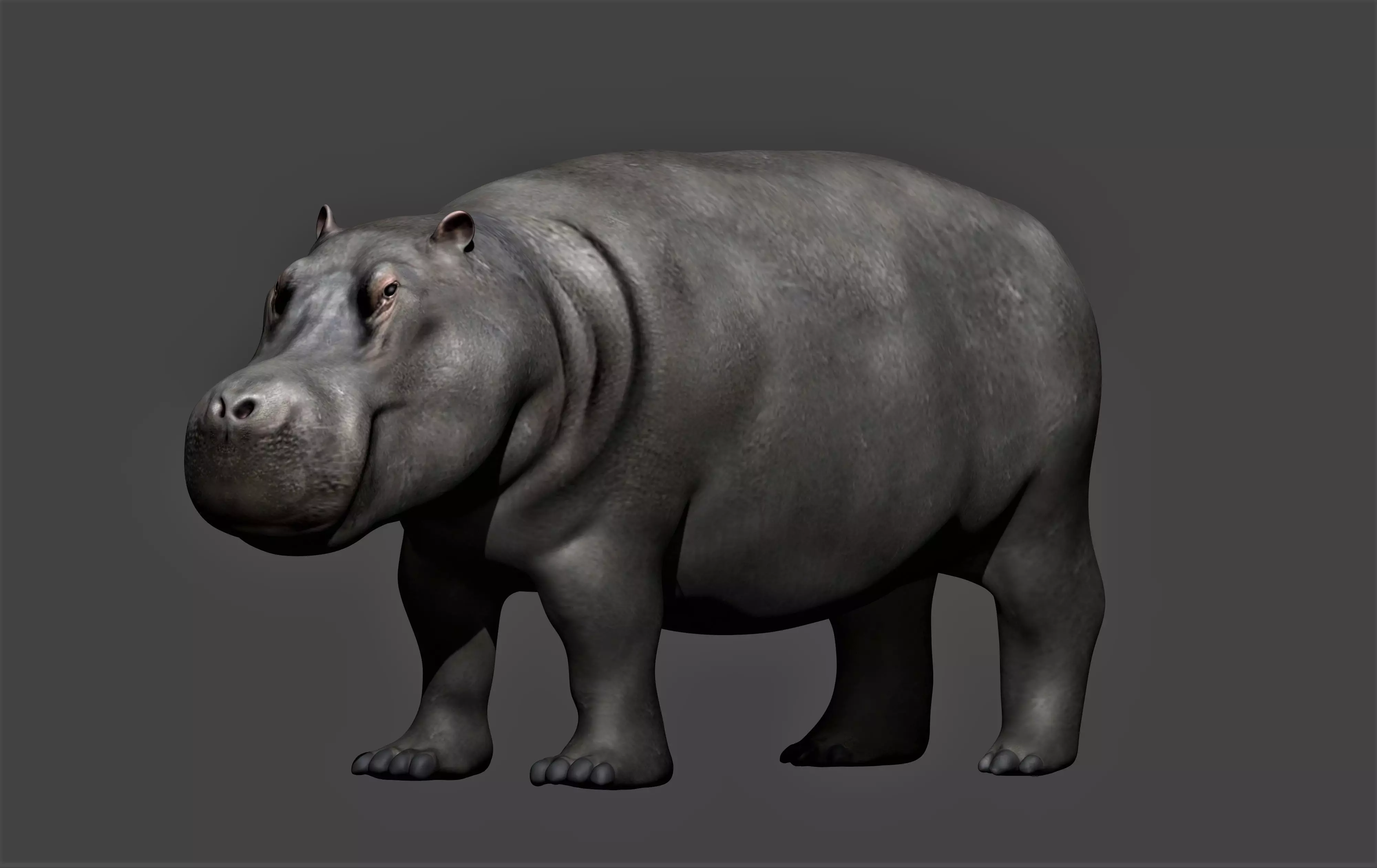 Hippopotamus fully rigged Low-poly 3D model_0