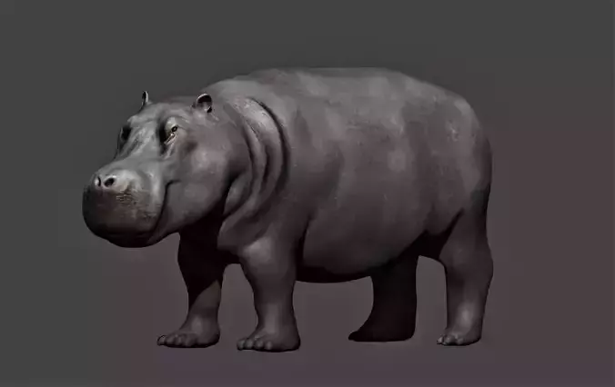 Hippopotamus fully rigged Low-poly 3D model