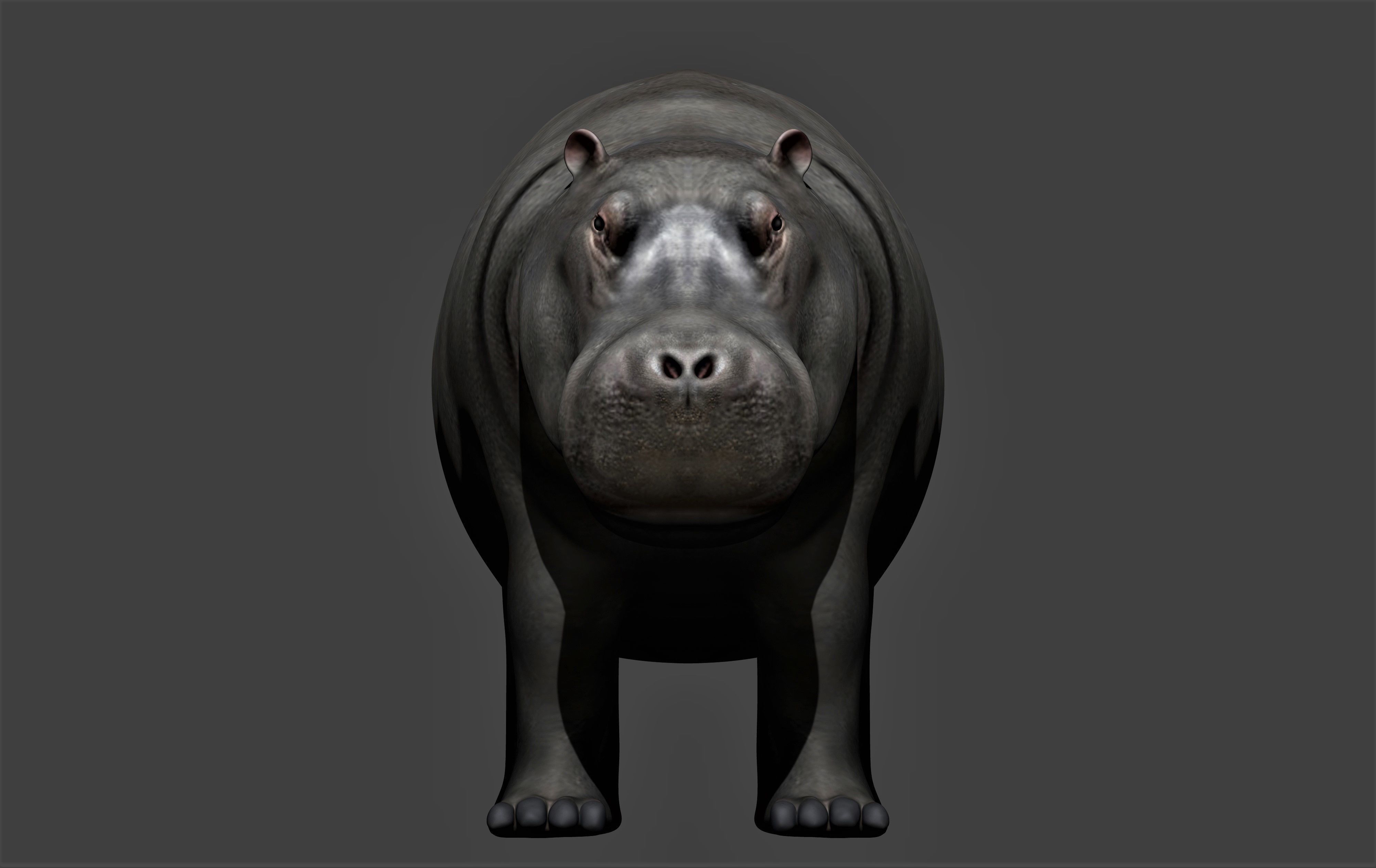 Hippopotamus fully rigged Low-poly 3D model_2