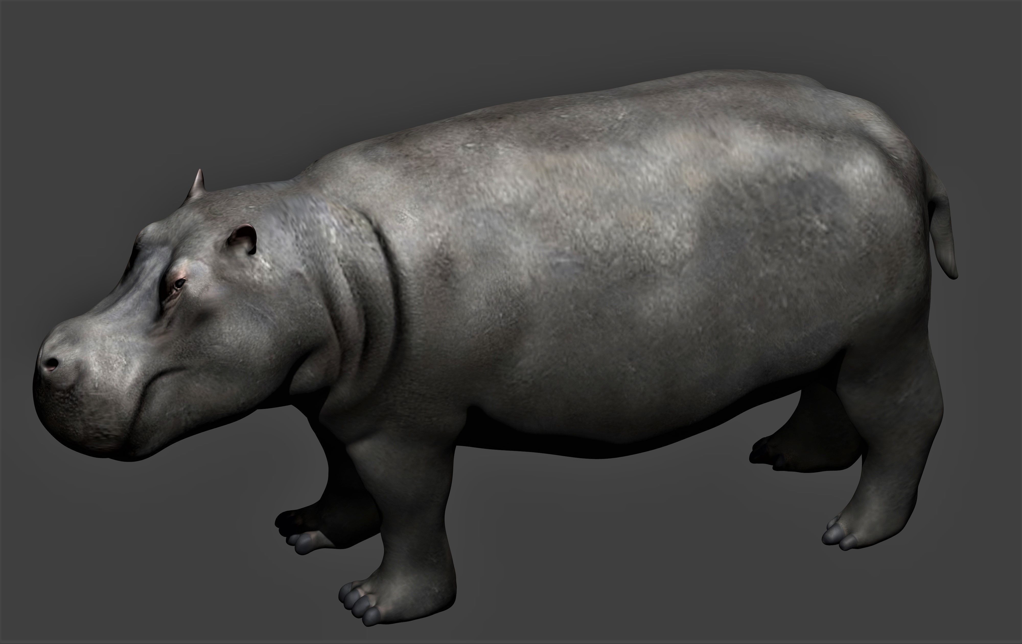 Hippopotamus fully rigged Low-poly 3D model_4