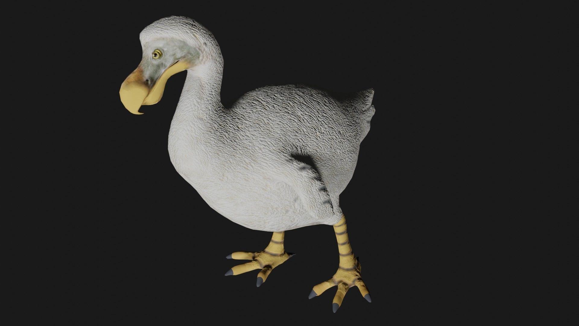 Dodo Bird Low-poly 3D model_3