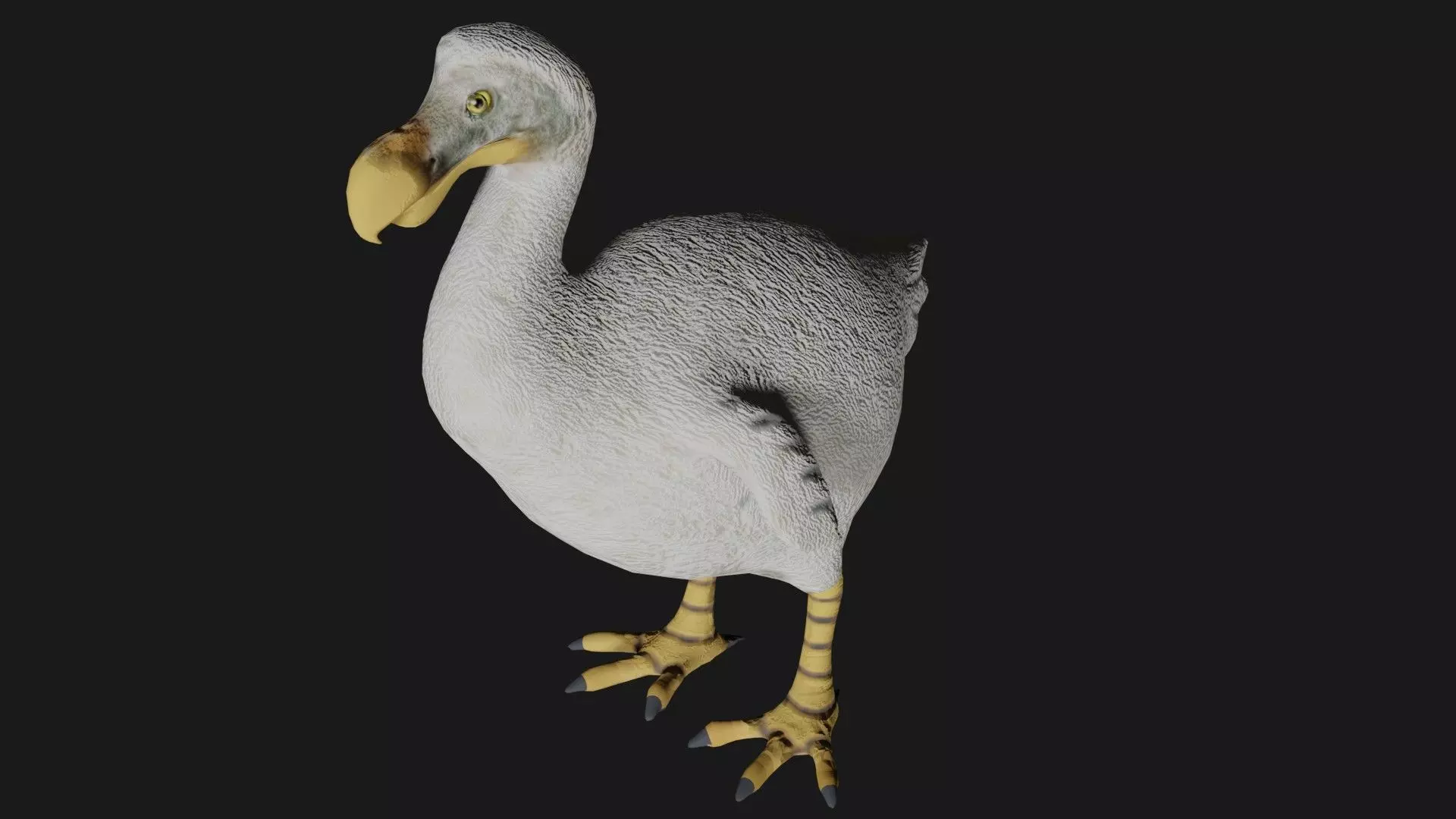 Dodo Bird Low-poly 3D model_0