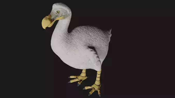 Dodo Bird Low-poly 3D model