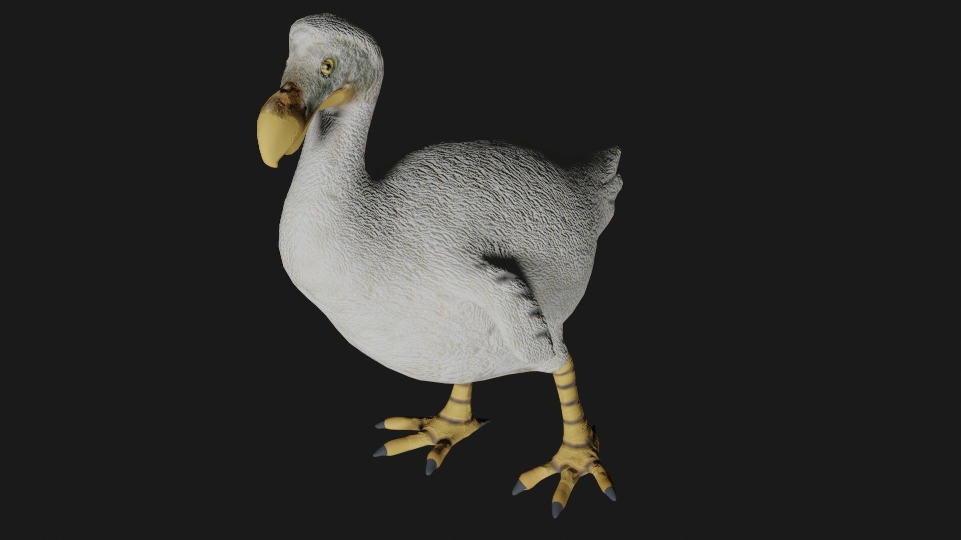 Dodo Bird Low-poly 3D model_1
