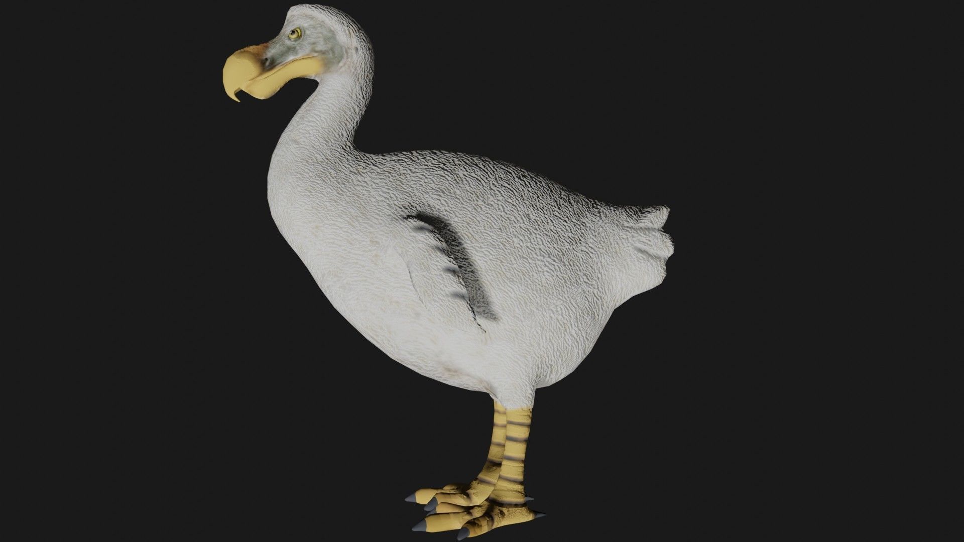Dodo Bird Low-poly 3D model_5