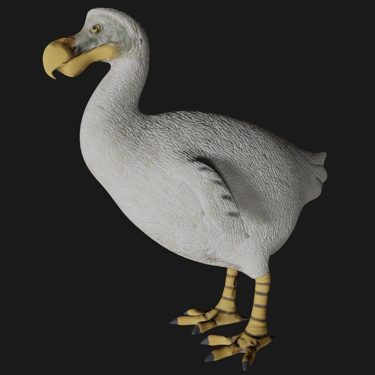 Dodo Bird Low-poly 3D model_2