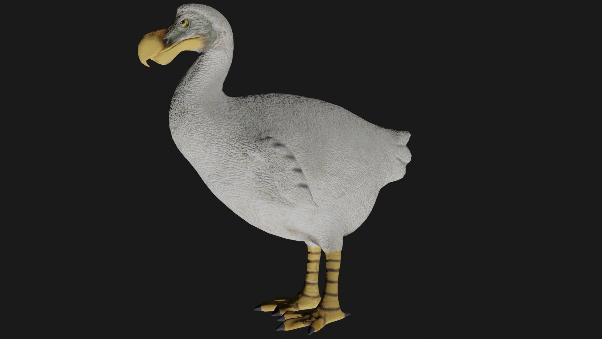 Dodo Bird Low-poly 3D model_7