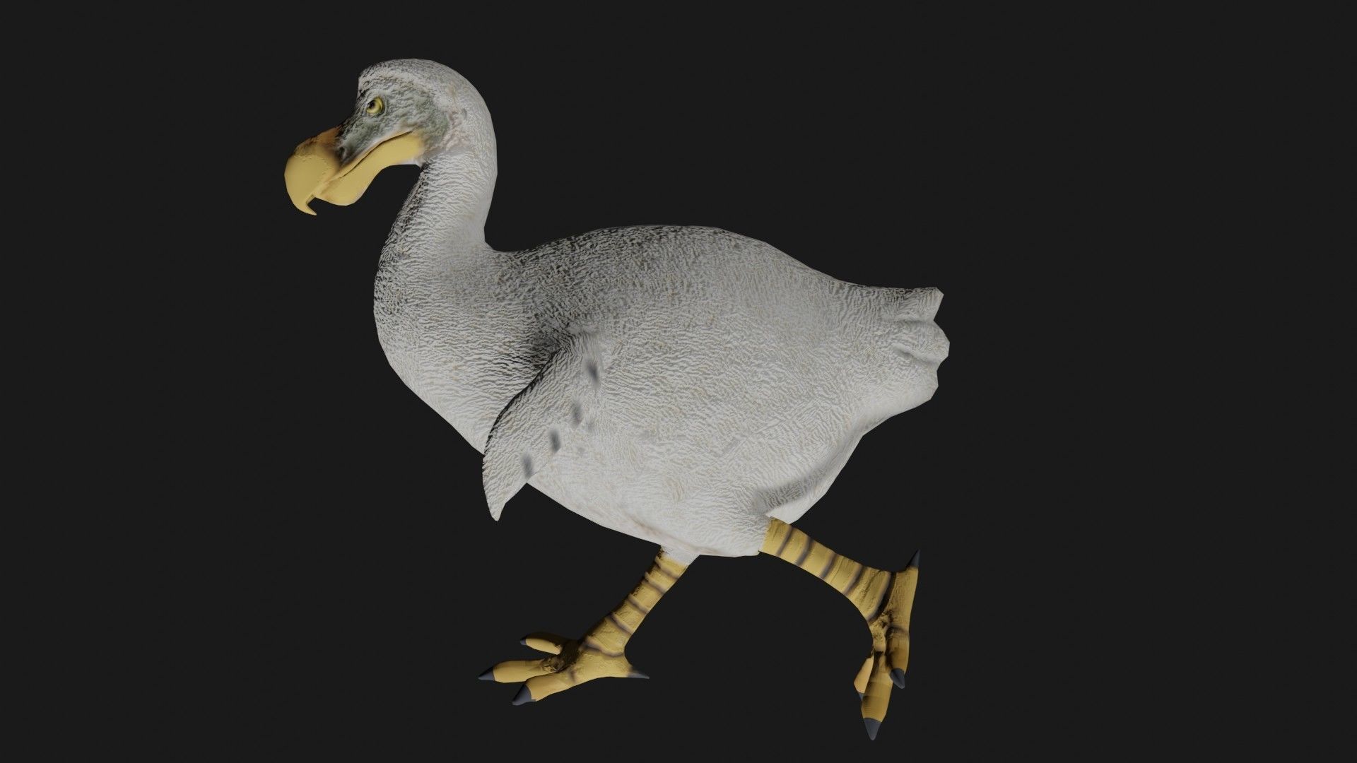 Dodo Bird Low-poly 3D model_6