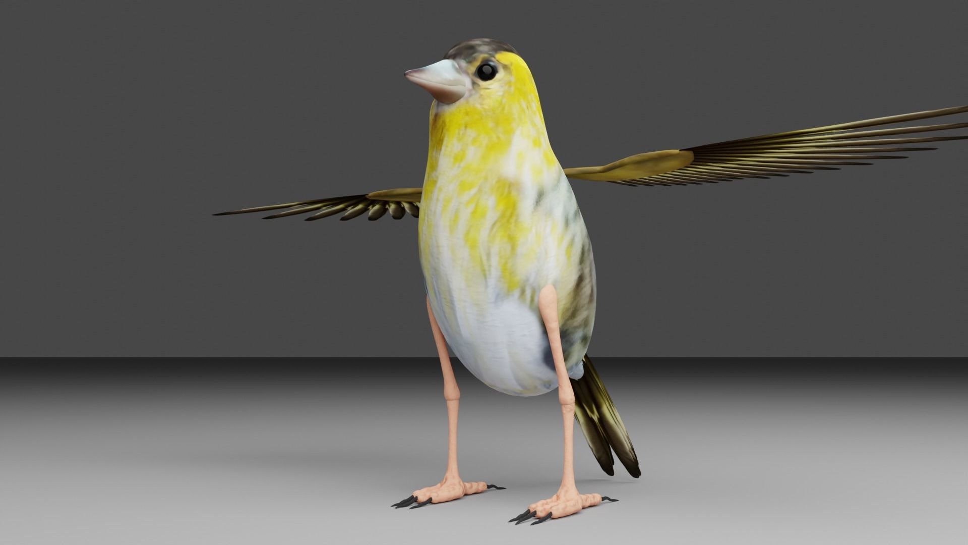 Siskin Bird Low-poly 3D model_8