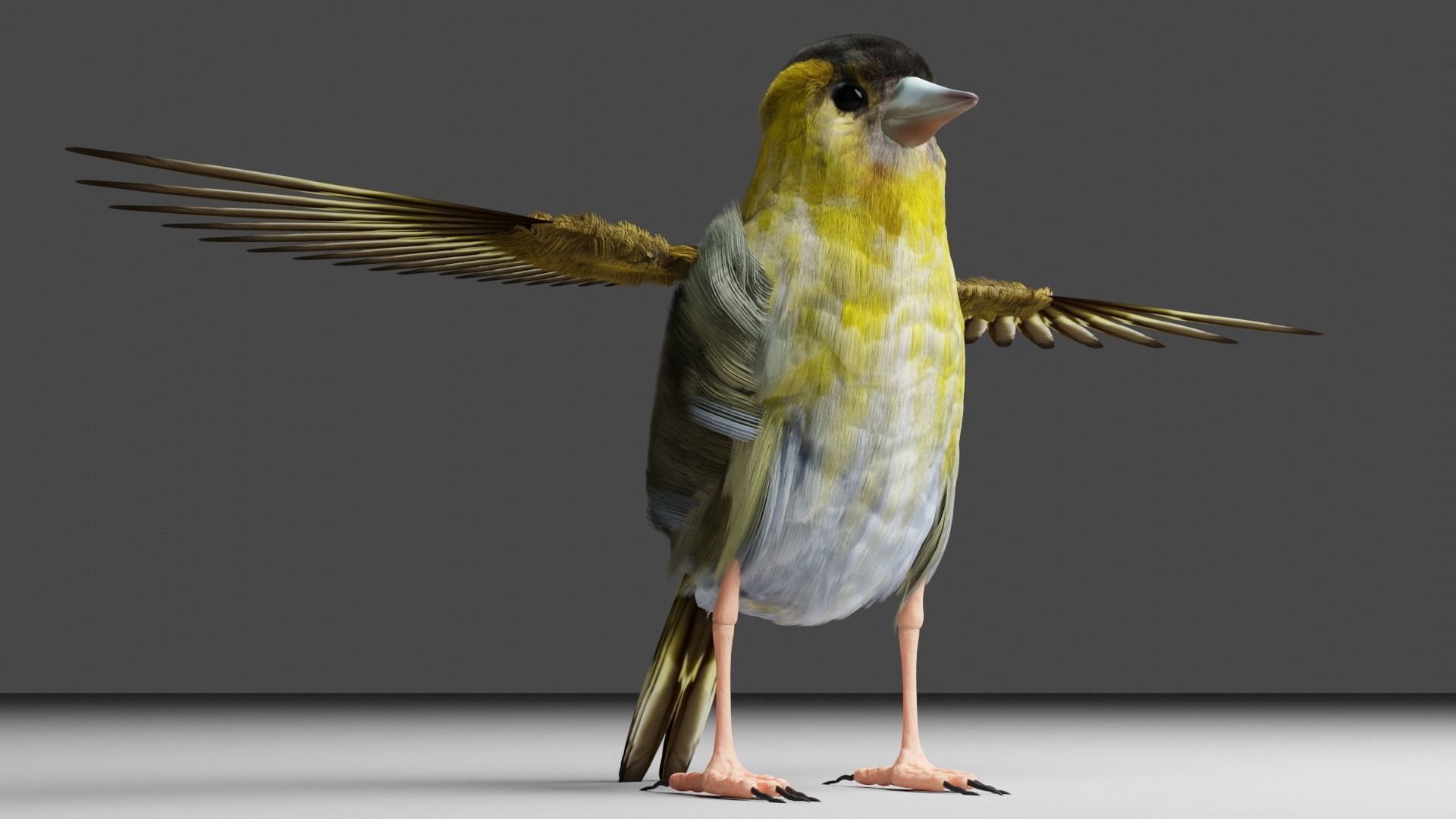 Siskin Bird Low-poly 3D model_2