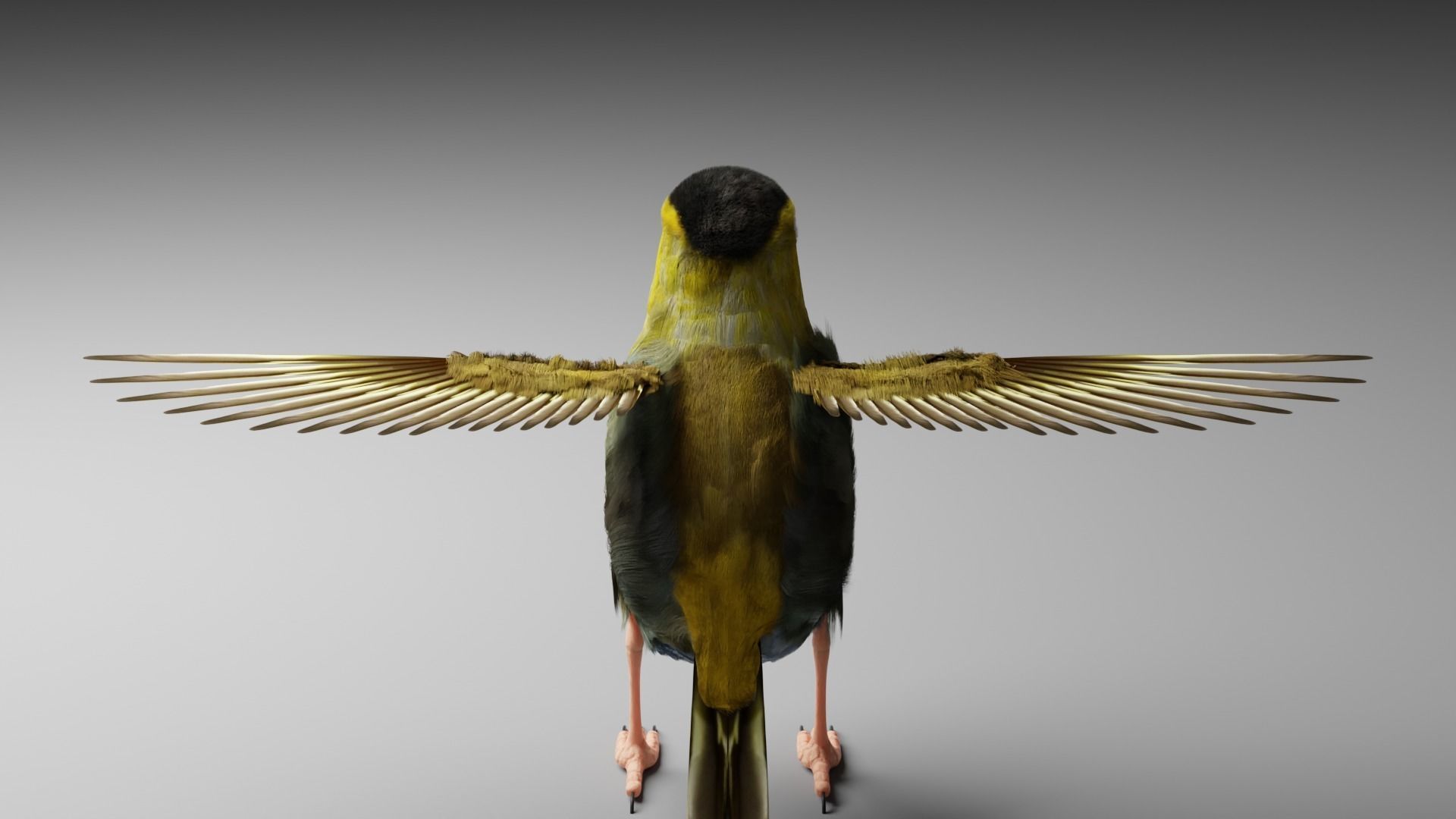 Siskin Bird Low-poly 3D model_4
