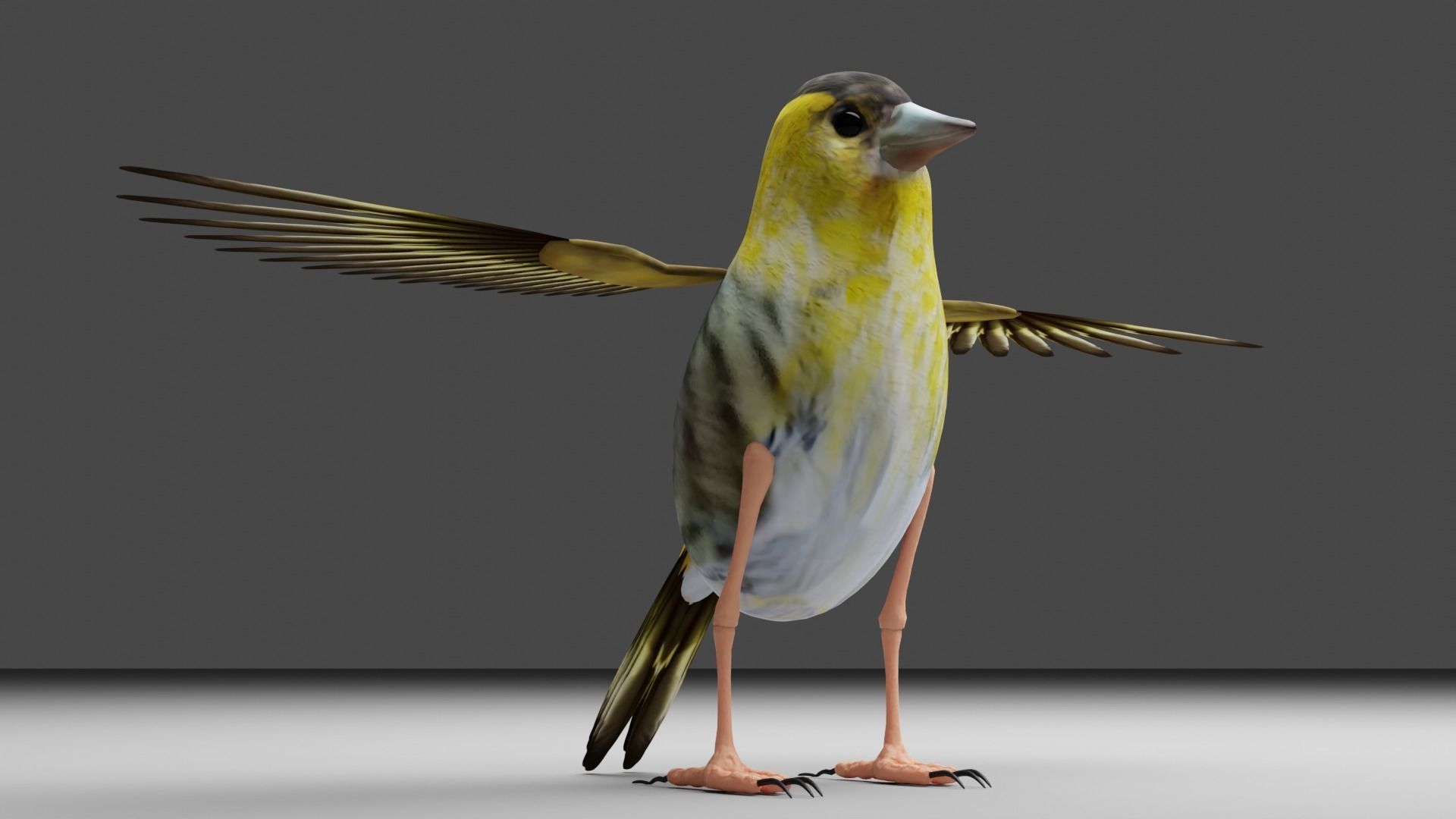 Siskin Bird Low-poly 3D model_7