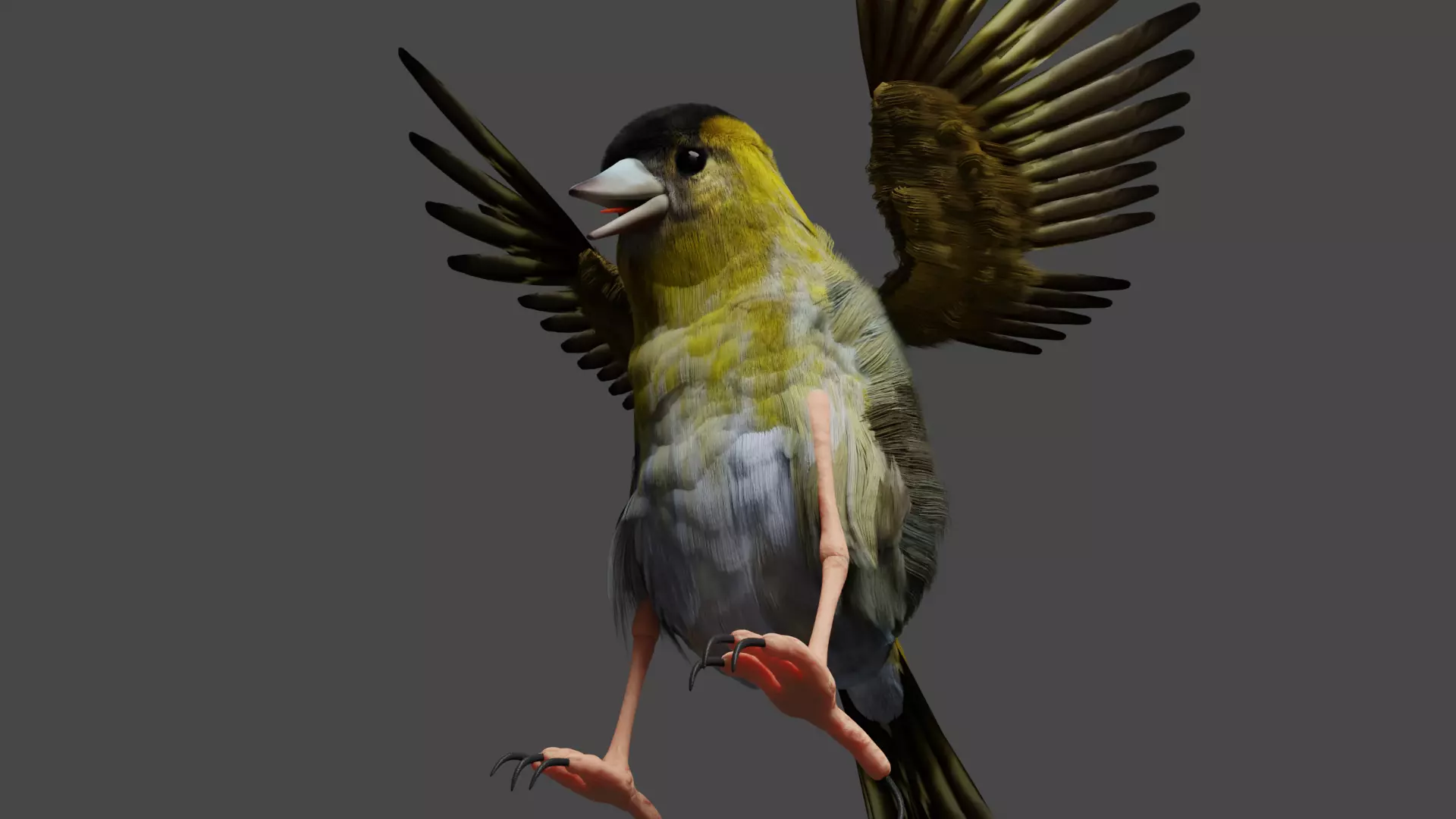 Siskin Bird Low-poly 3D model_0