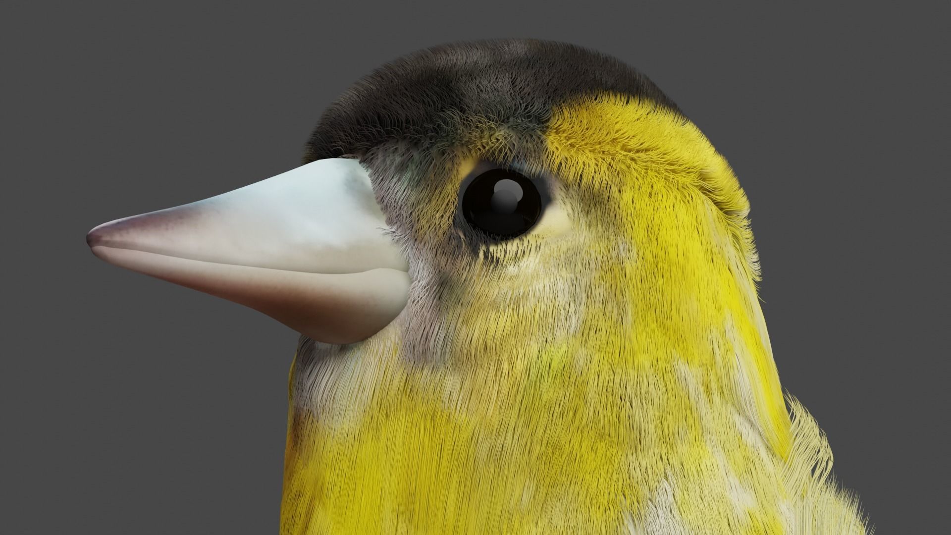 Siskin Bird Low-poly 3D model_5