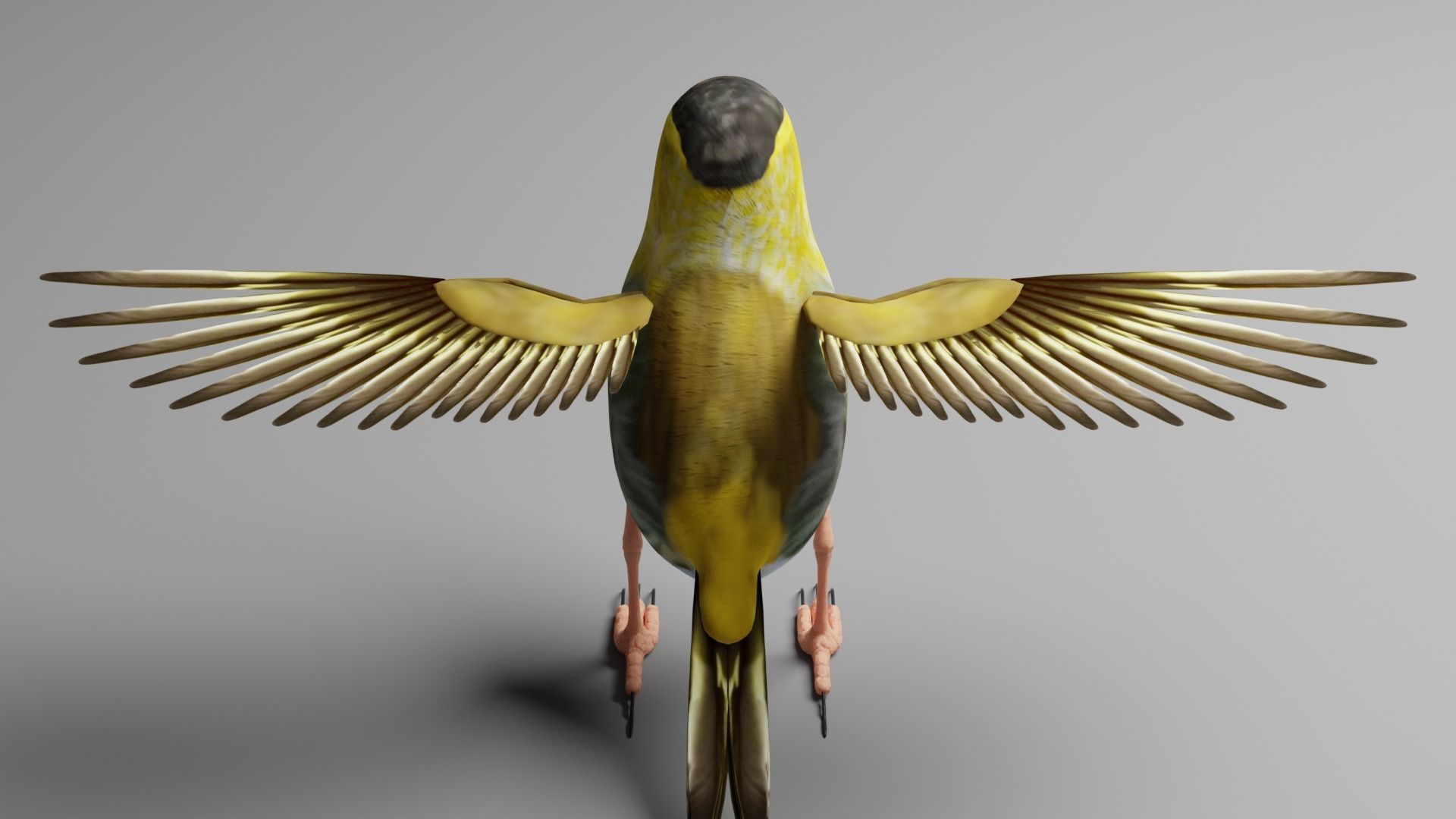 Siskin Bird Low-poly 3D model_9