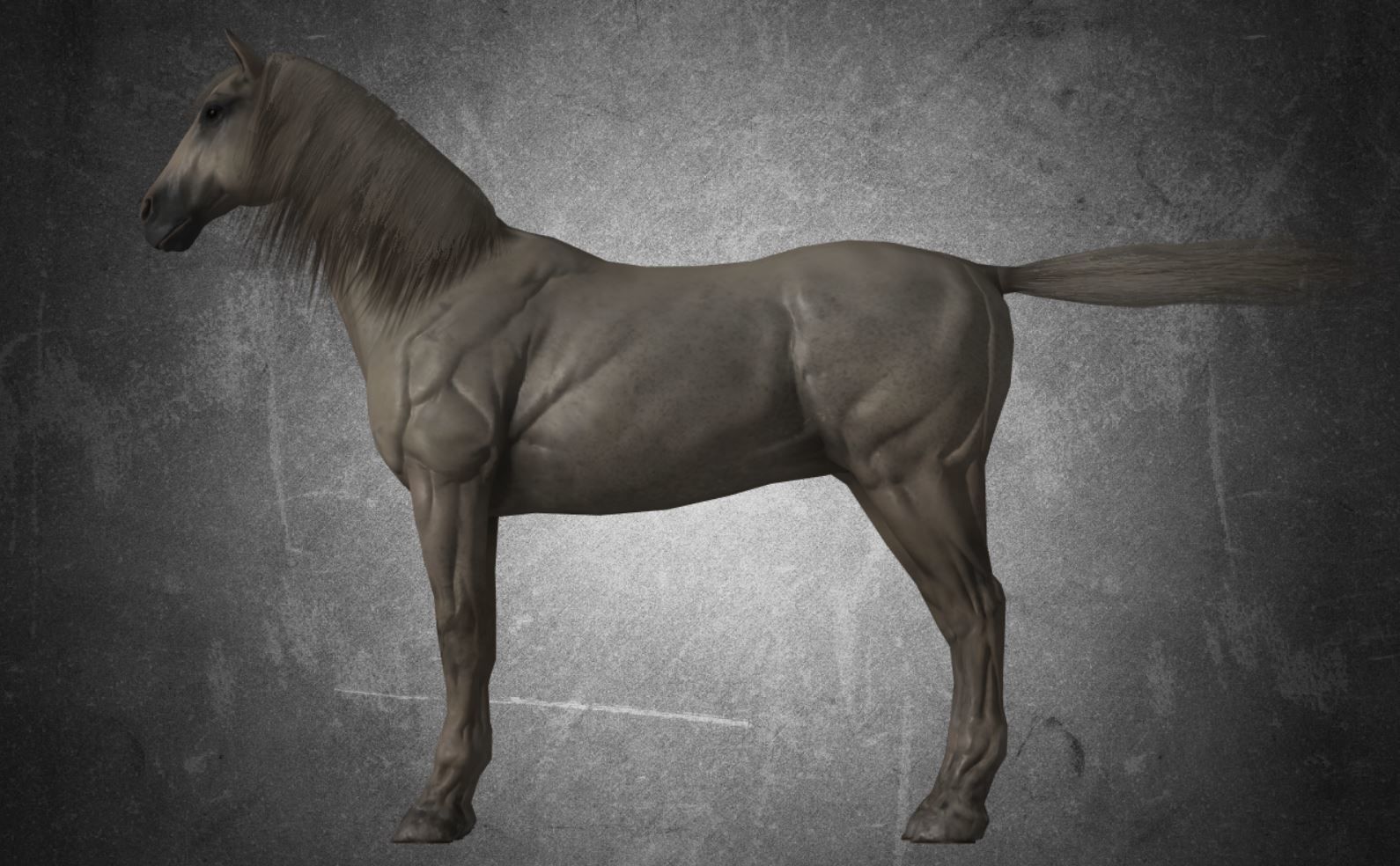 Horse - D11-D12 3D model_13