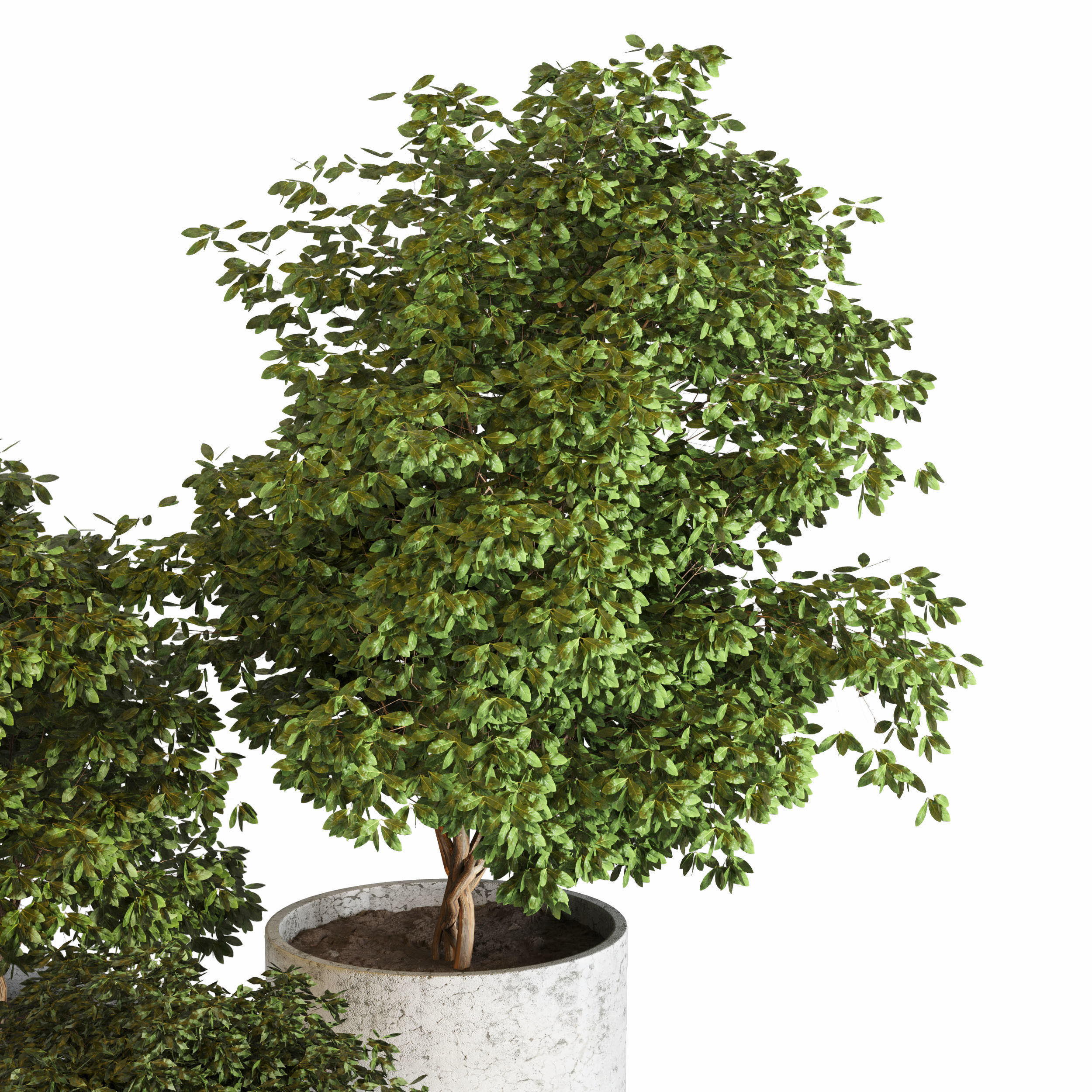 Outdoor plant 05 Low-poly 3D model_2