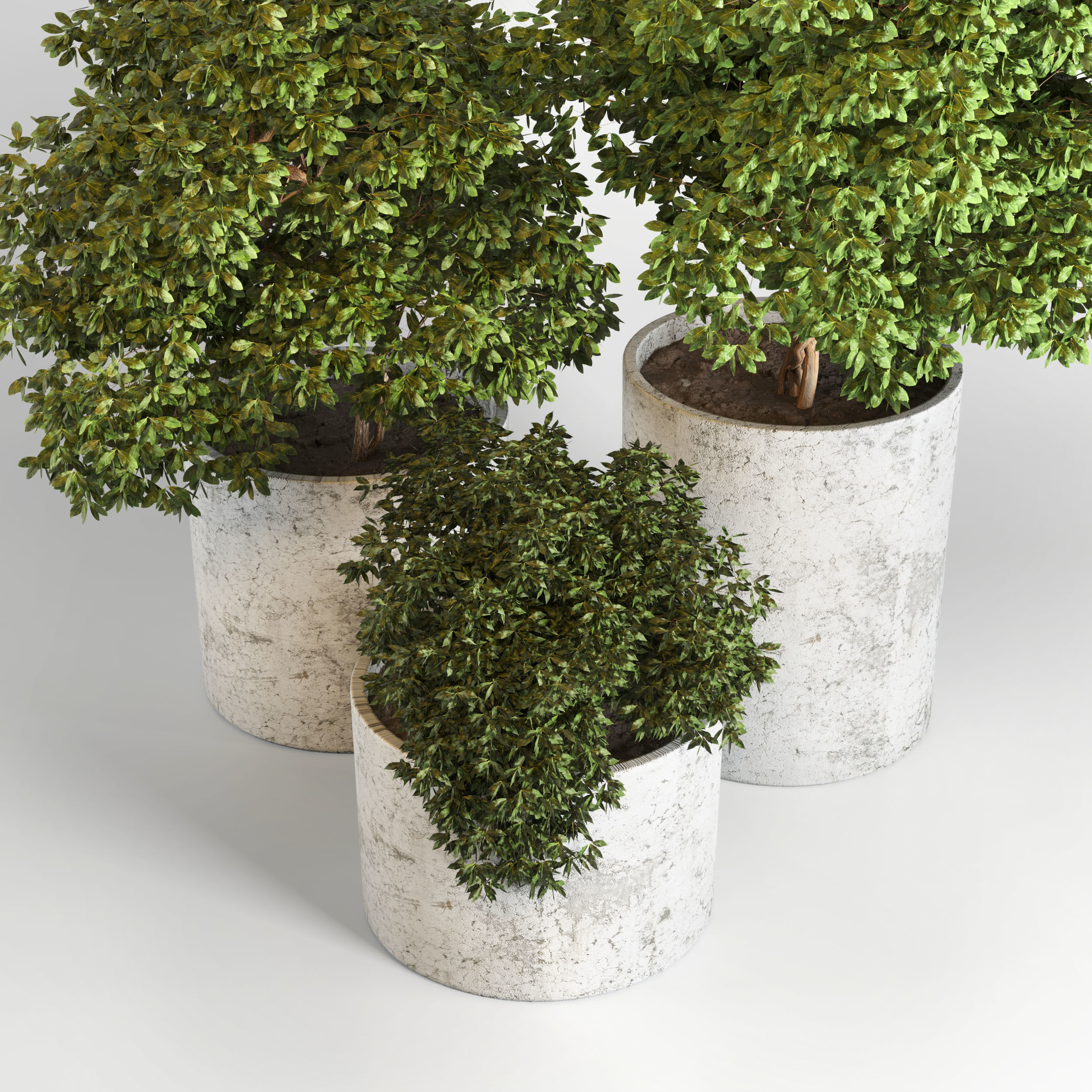 Outdoor plant 05 Low-poly 3D model_1