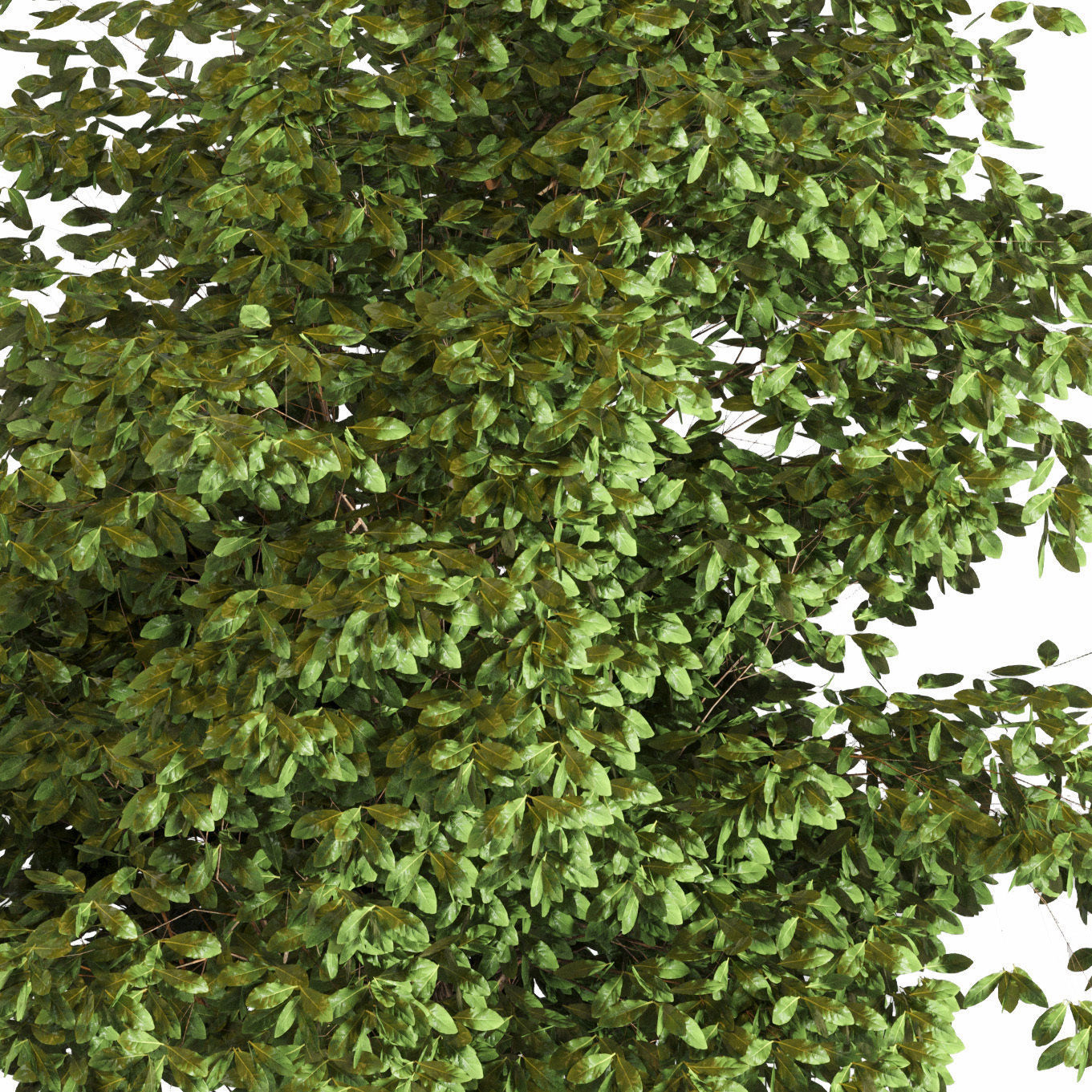 Outdoor plant 05 Low-poly 3D model_3