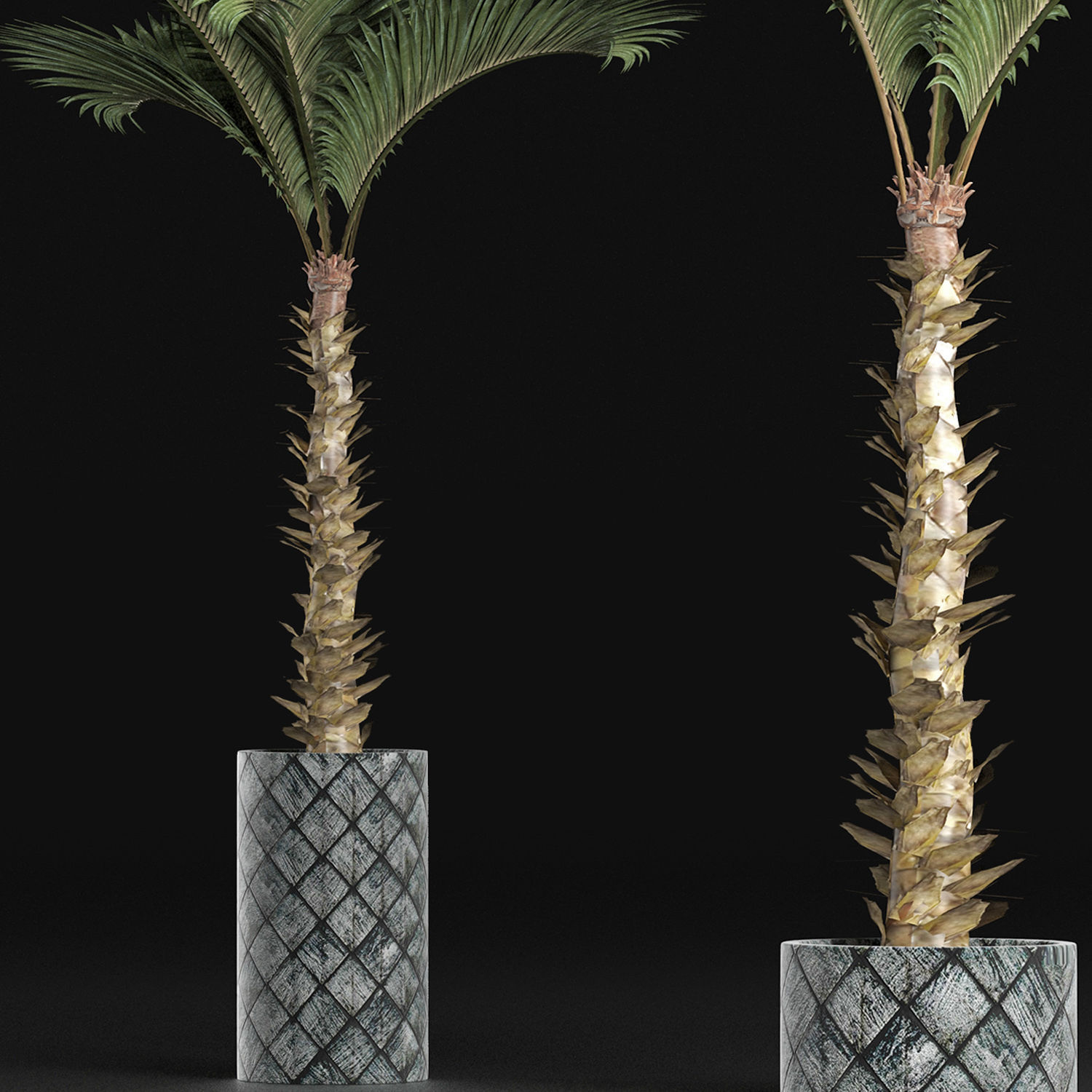 Plants Collection 157 Palm 3D model_3