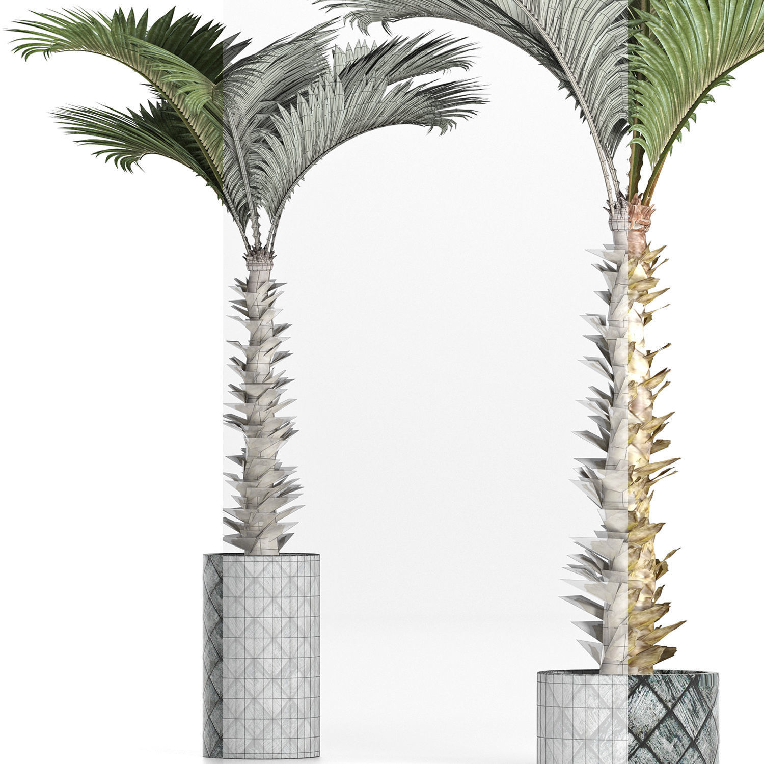 Plants Collection 157 Palm 3D model_6