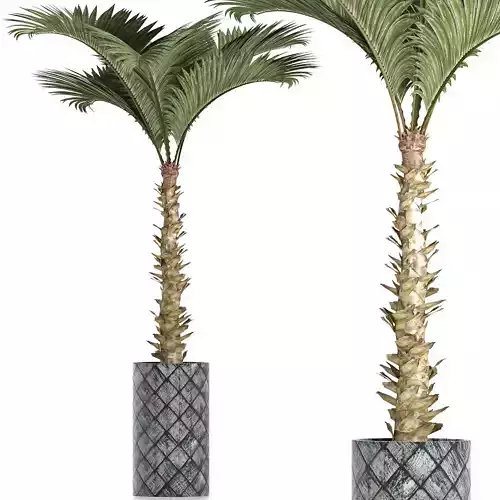 Plants Collection 157 Palm 3D model