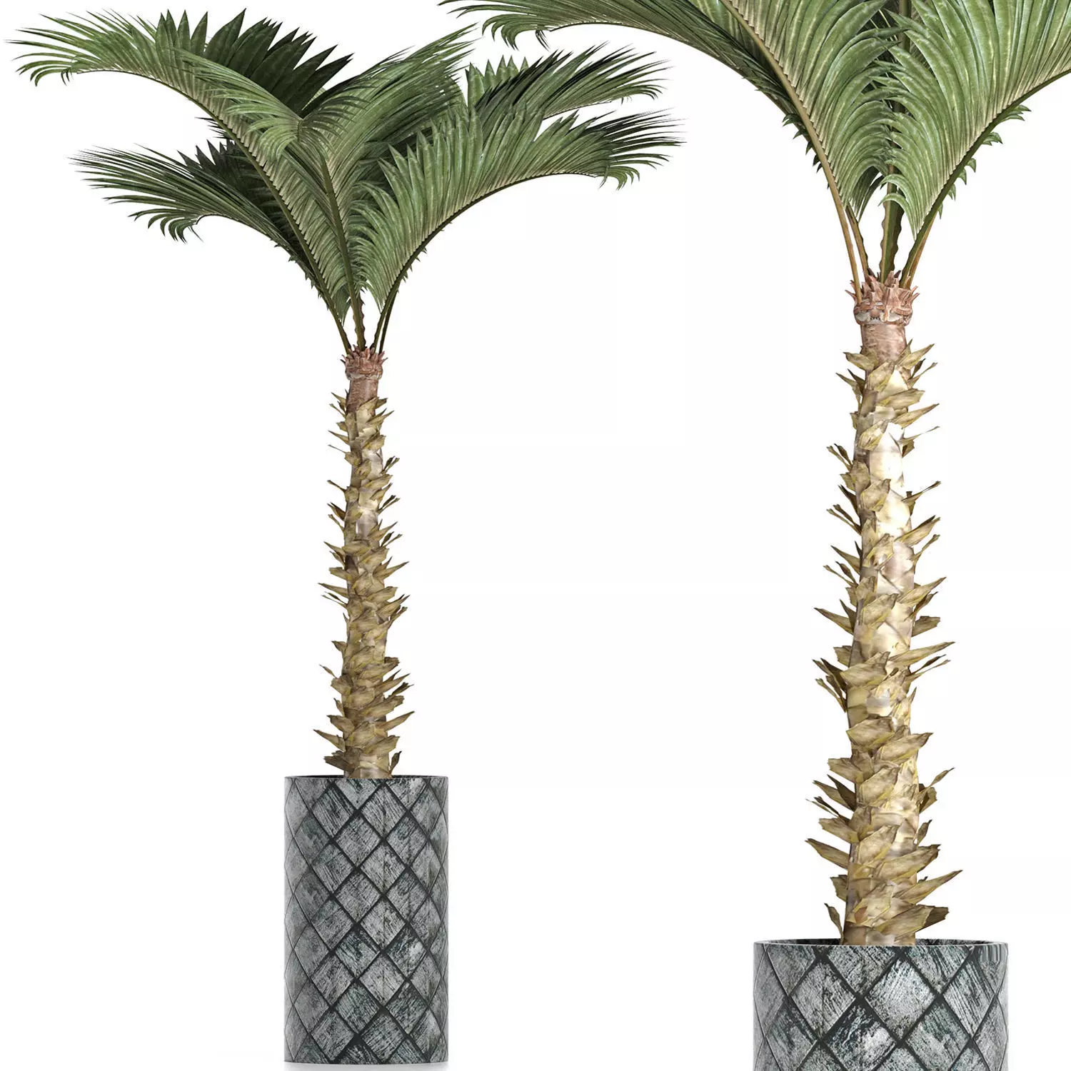 Plants Collection 157 Palm 3D model_0