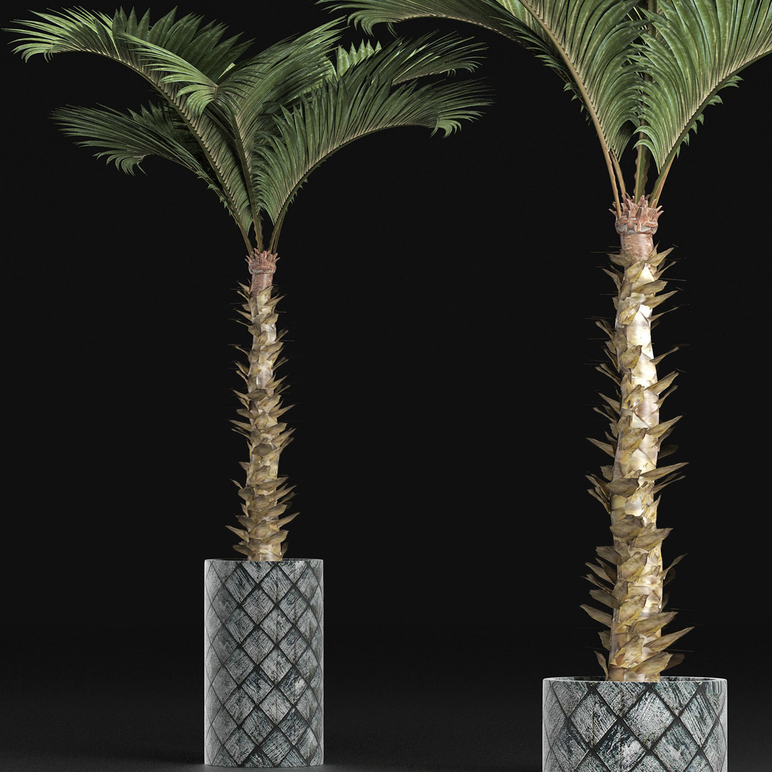 Plants Collection 157 Palm 3D model_2