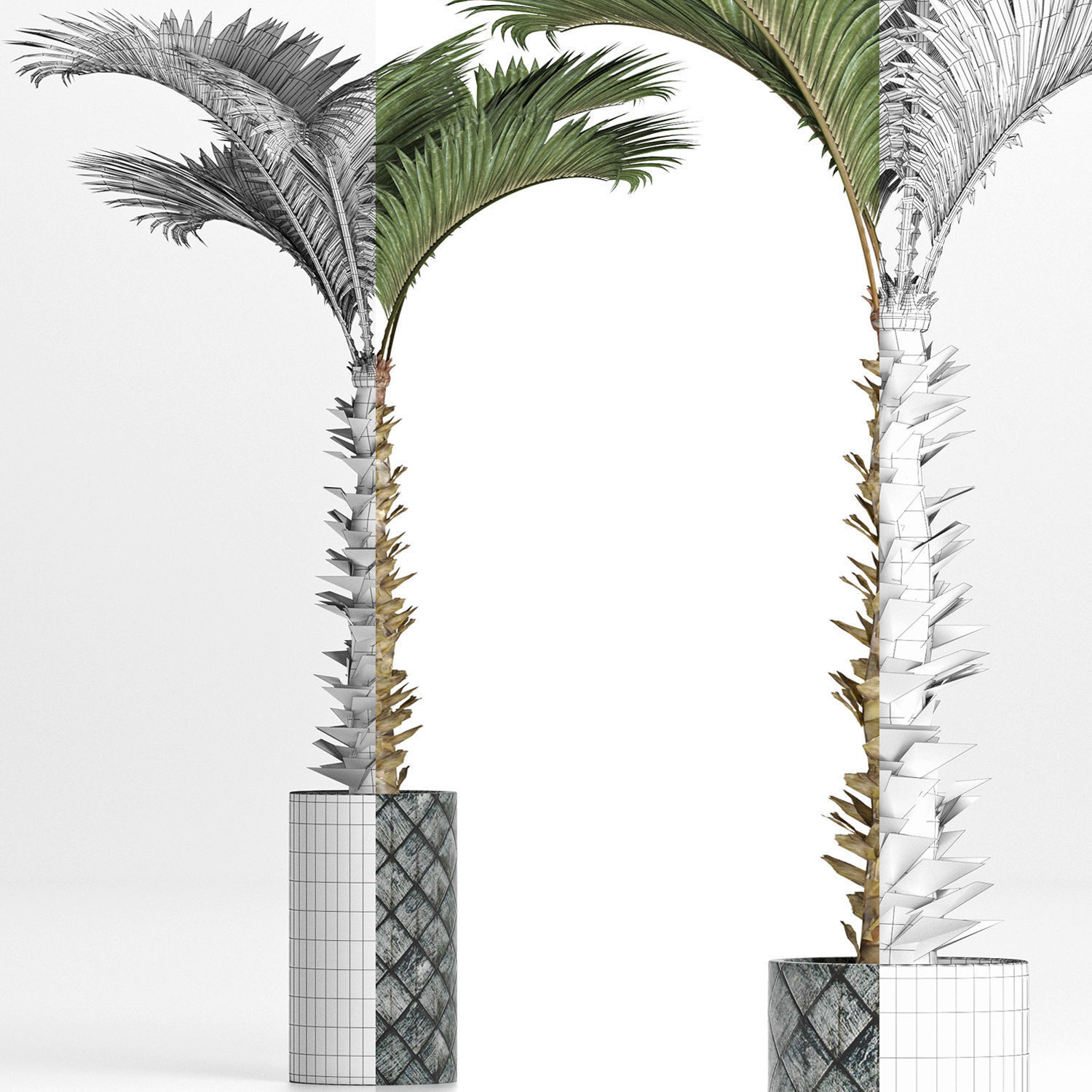 Plants Collection 157 Palm 3D model_7