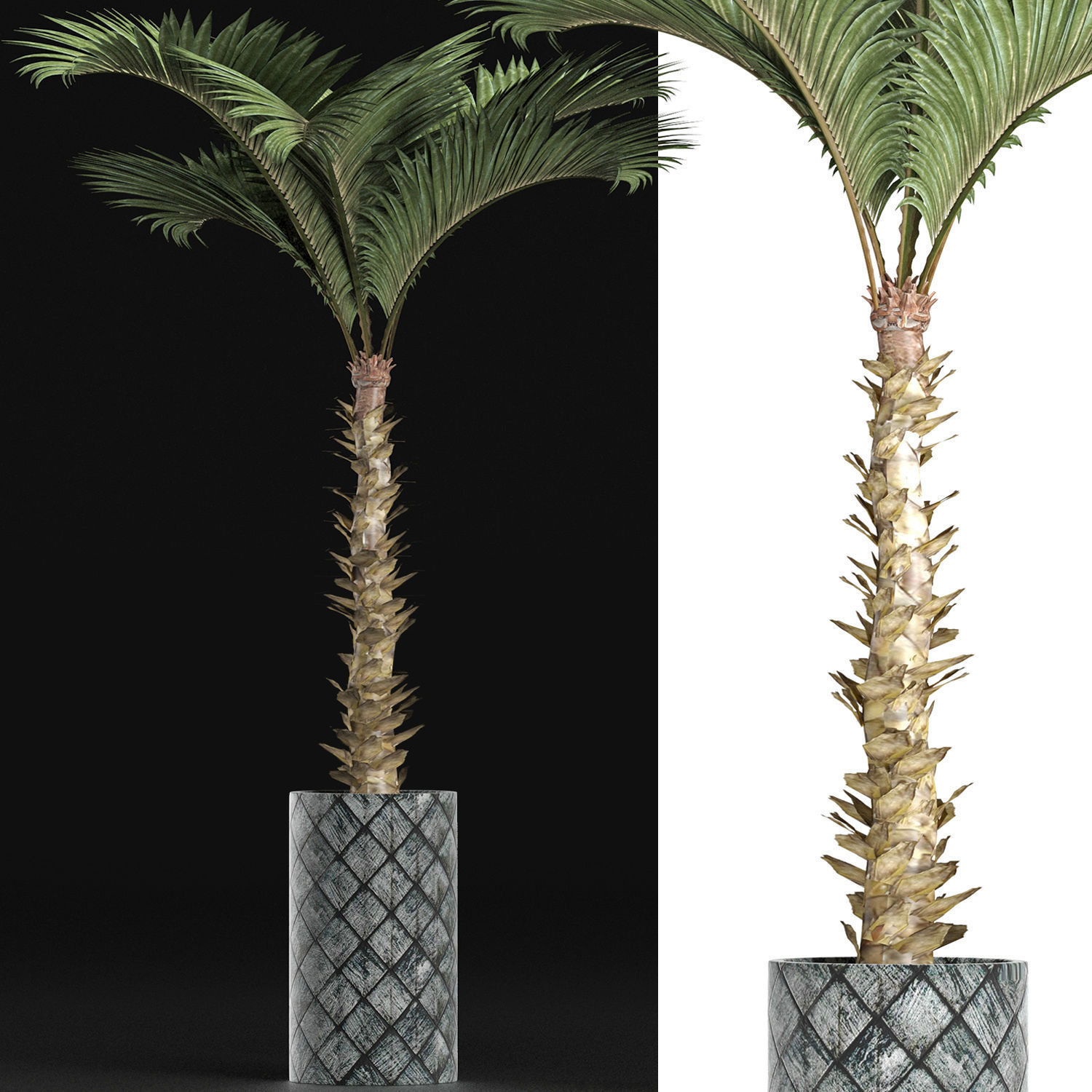 Plants Collection 157 Palm 3D model_4