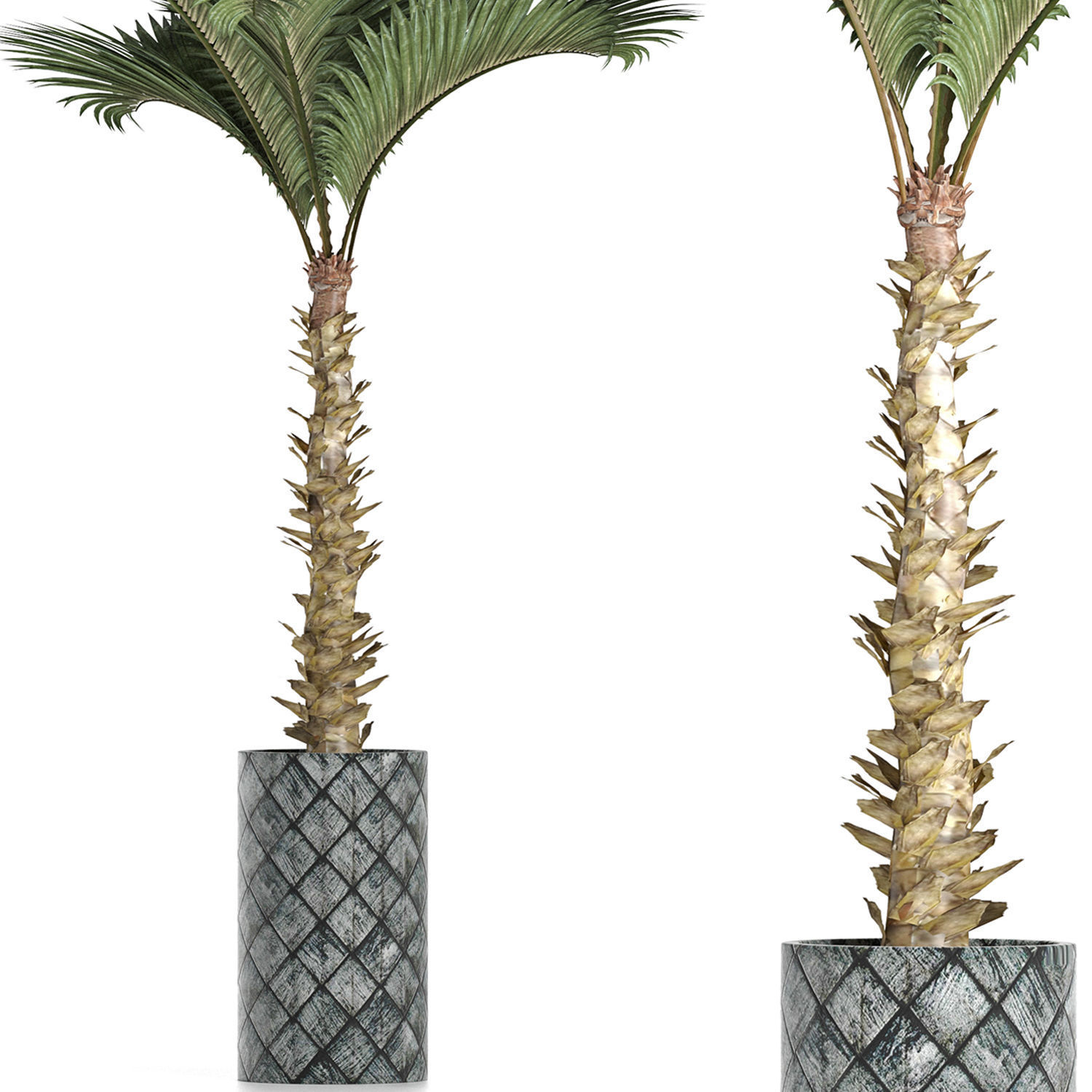 Plants Collection 157 Palm 3D model_1