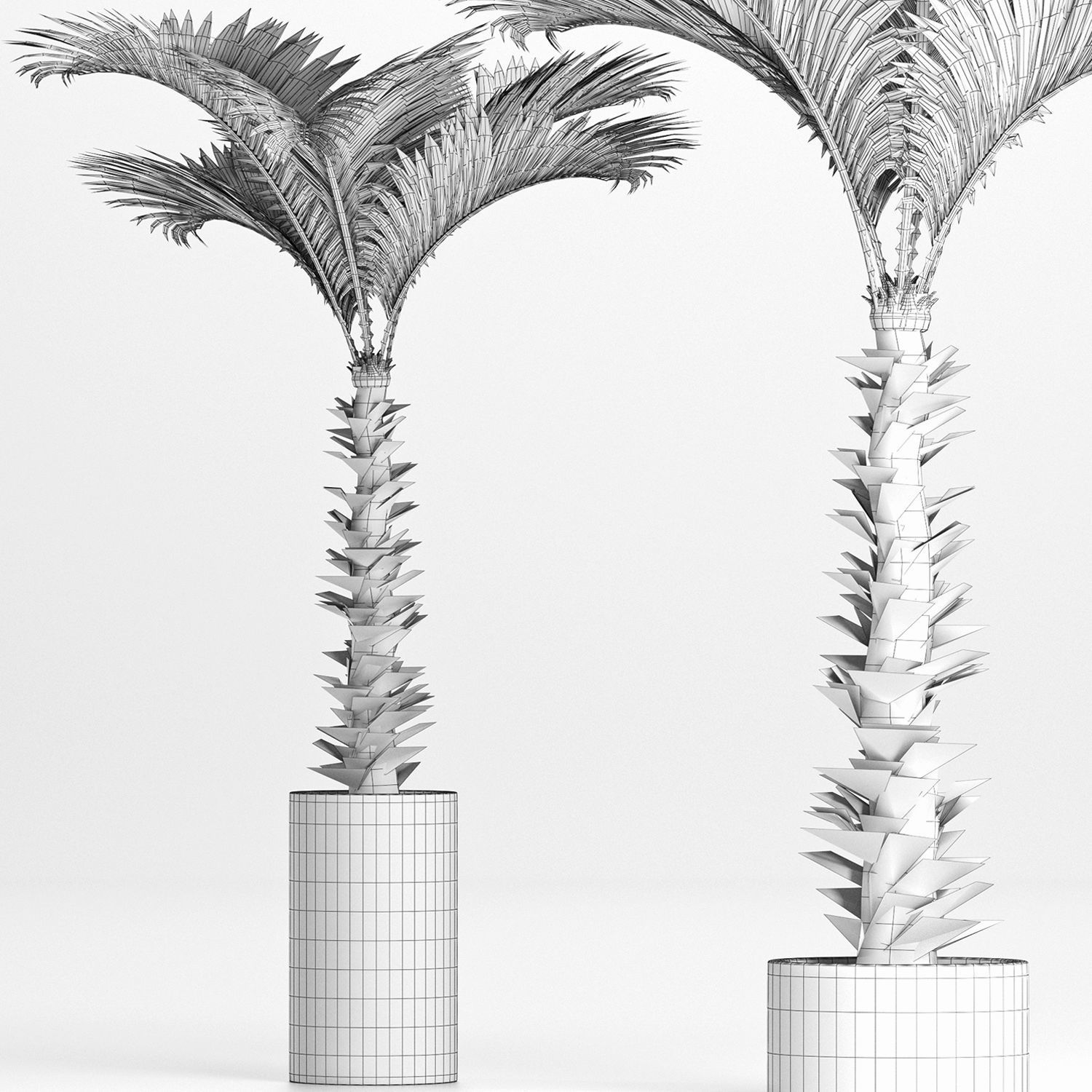 Plants Collection 157 Palm 3D model_5