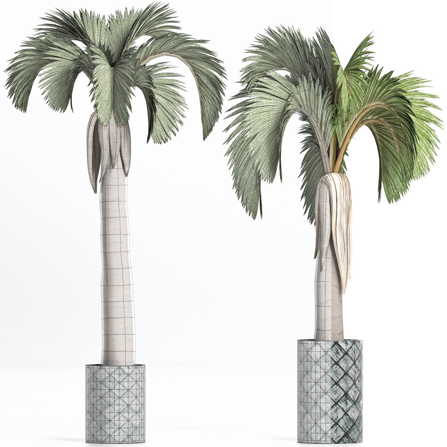 Plants Collection 158 Palm 3D model_4