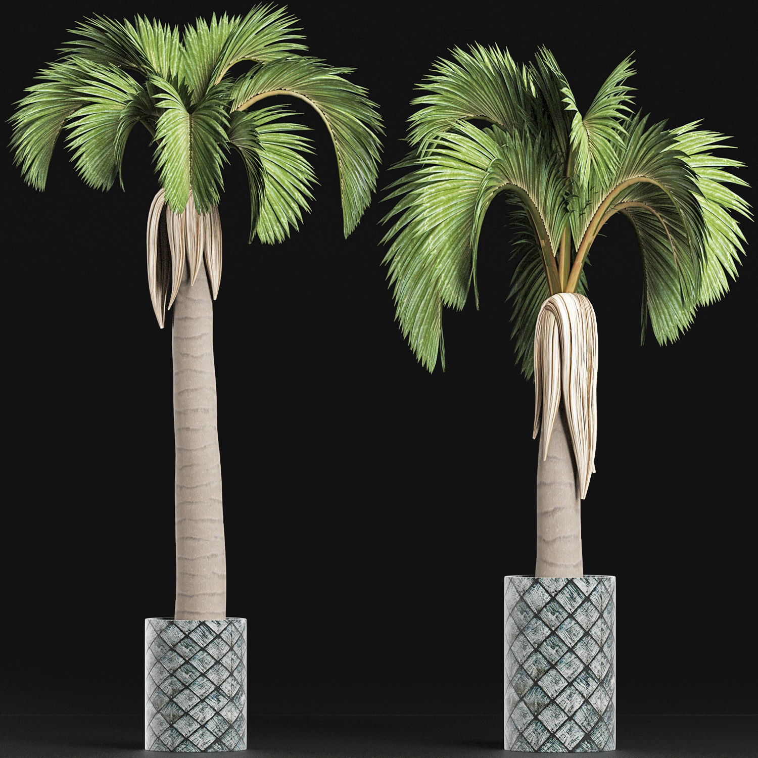 Plants Collection 158 Palm 3D model_1