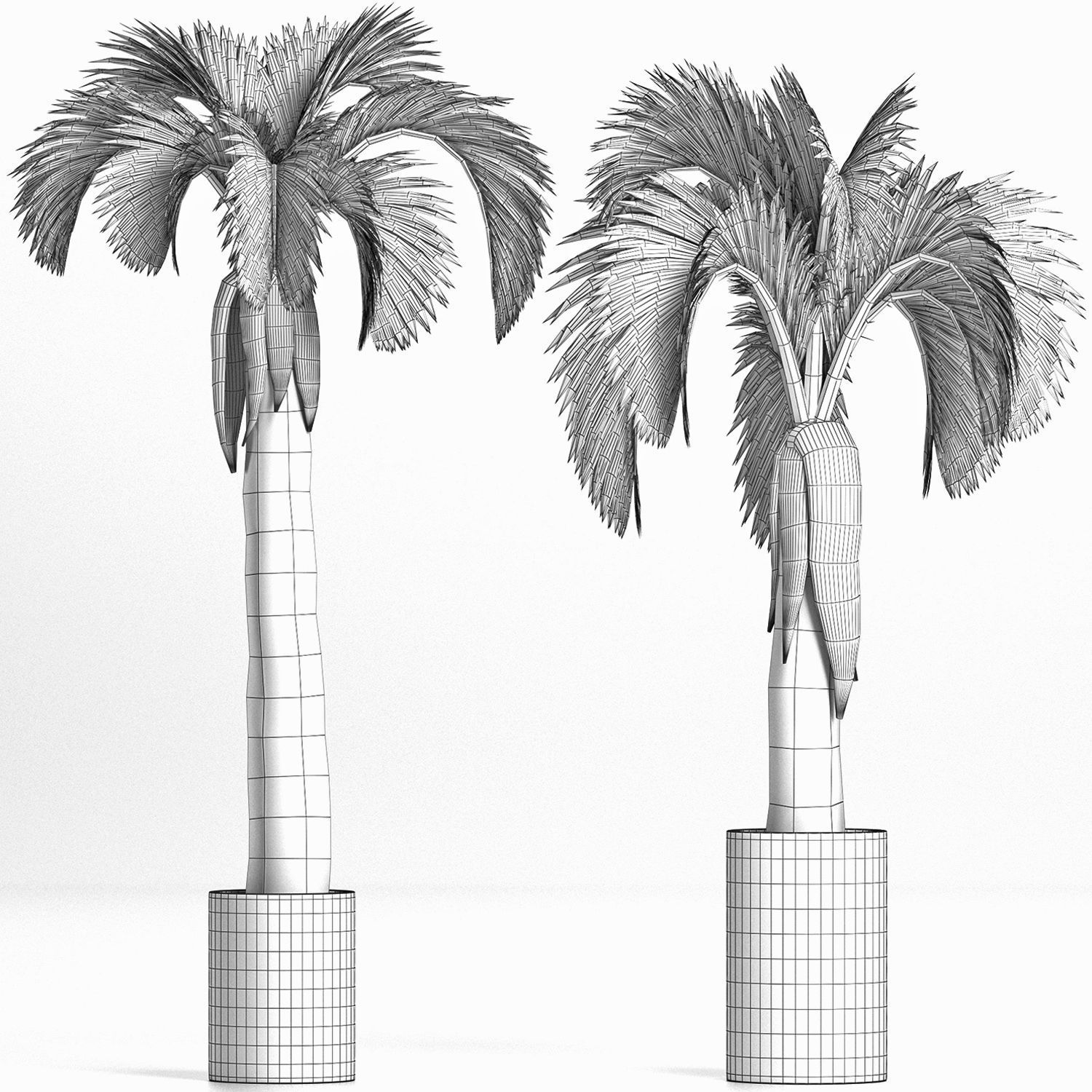 Plants Collection 158 Palm 3D model_3