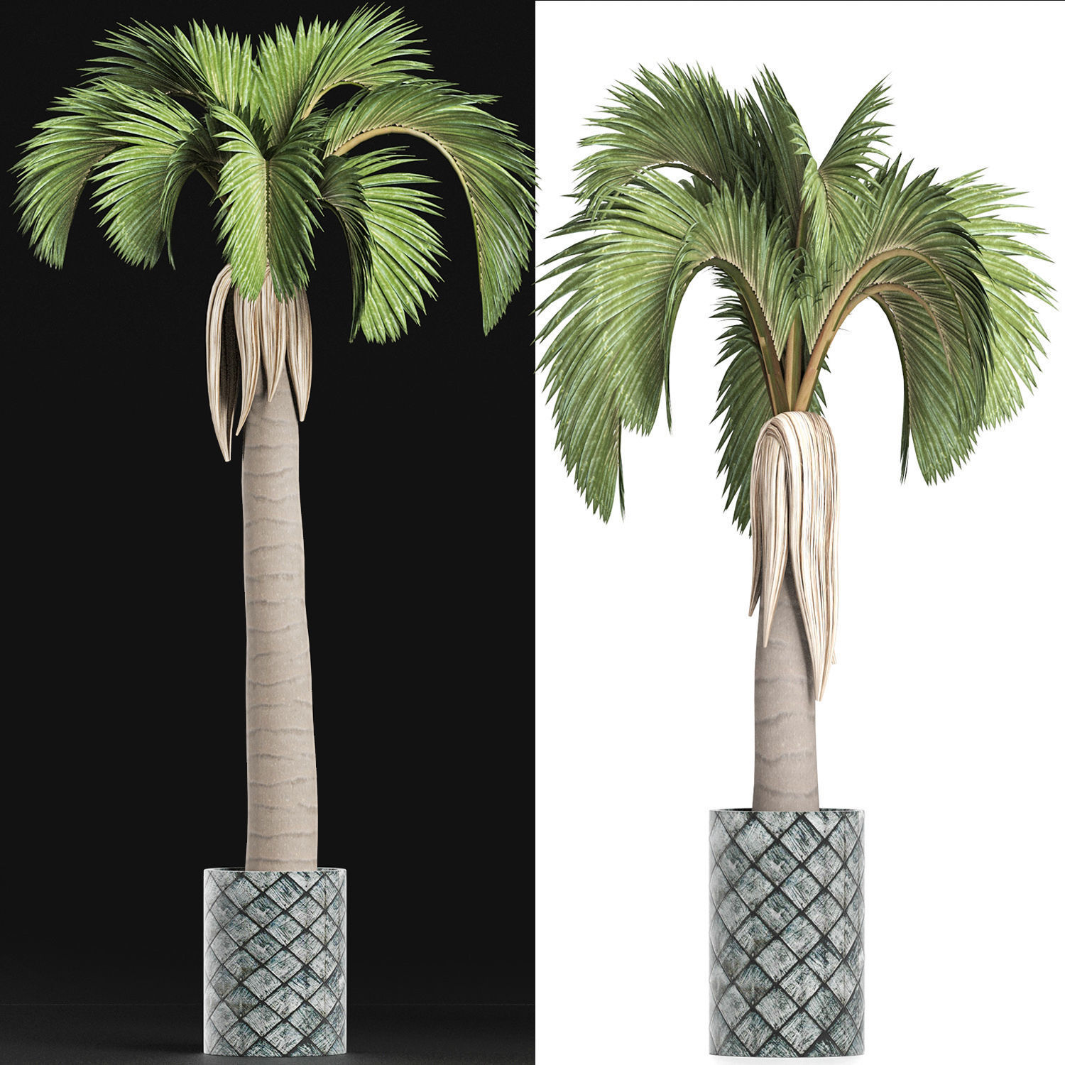 Plants Collection 158 Palm 3D model_2