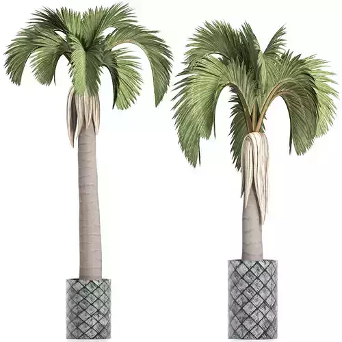 Plants Collection 158 Palm 3D model