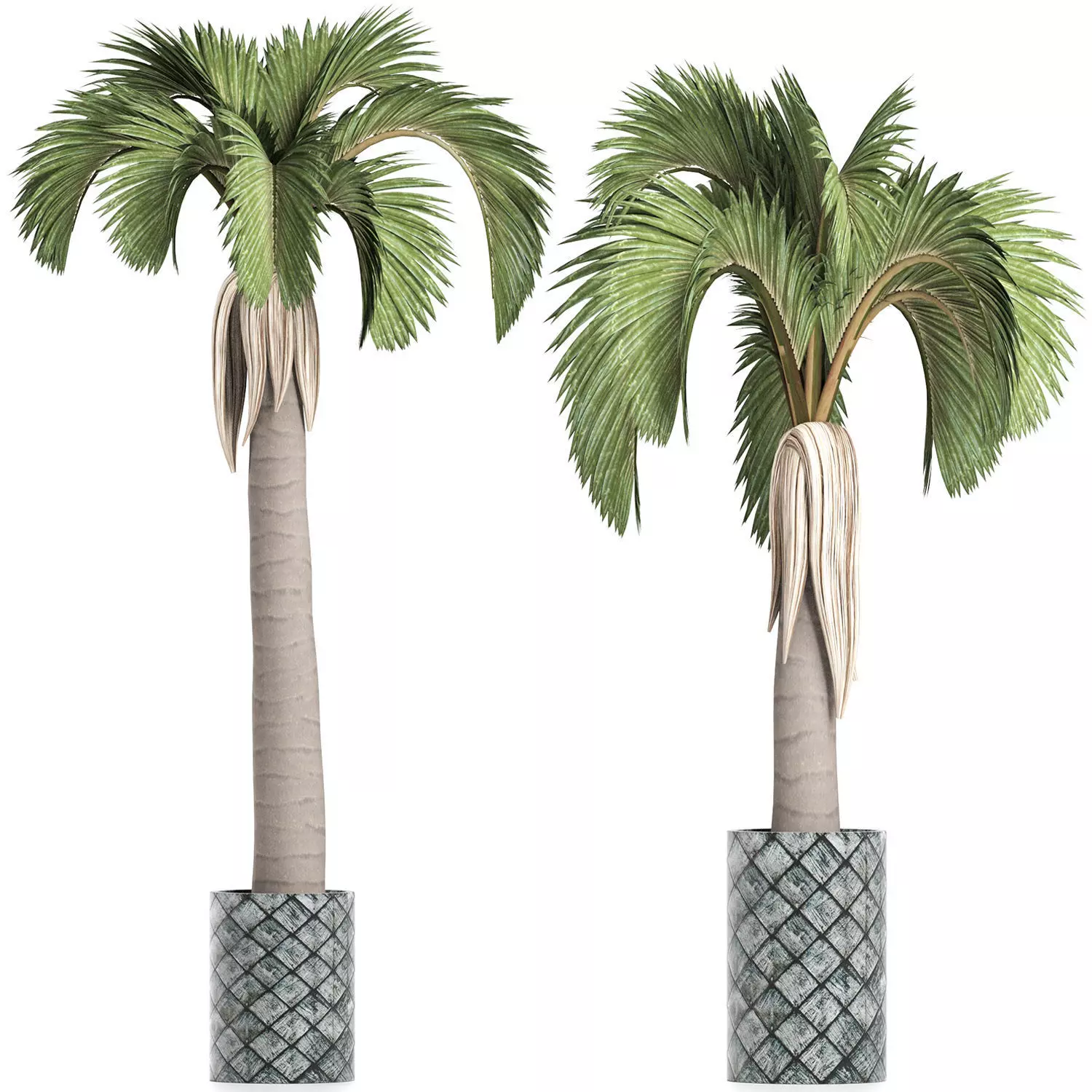 Plants Collection 158 Palm 3D model_0
