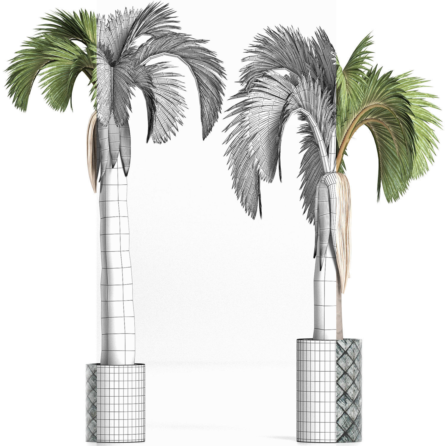 Plants Collection 158 Palm 3D model_5