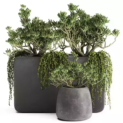 Crassula in a black flowerpots 811 3D model