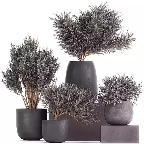 Olive trees in a black flowerpots 812