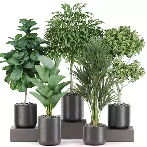 Plants collection 440 3D model