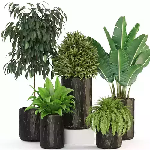 Plants collection 441