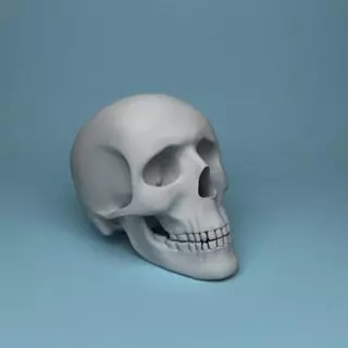 Human Body Bone Skull Free 3D model