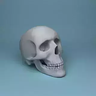 Human Body Bone Skull