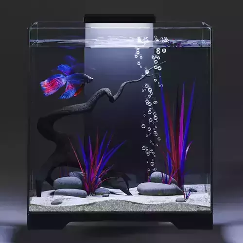 Aquarium with Siamese fighting fish