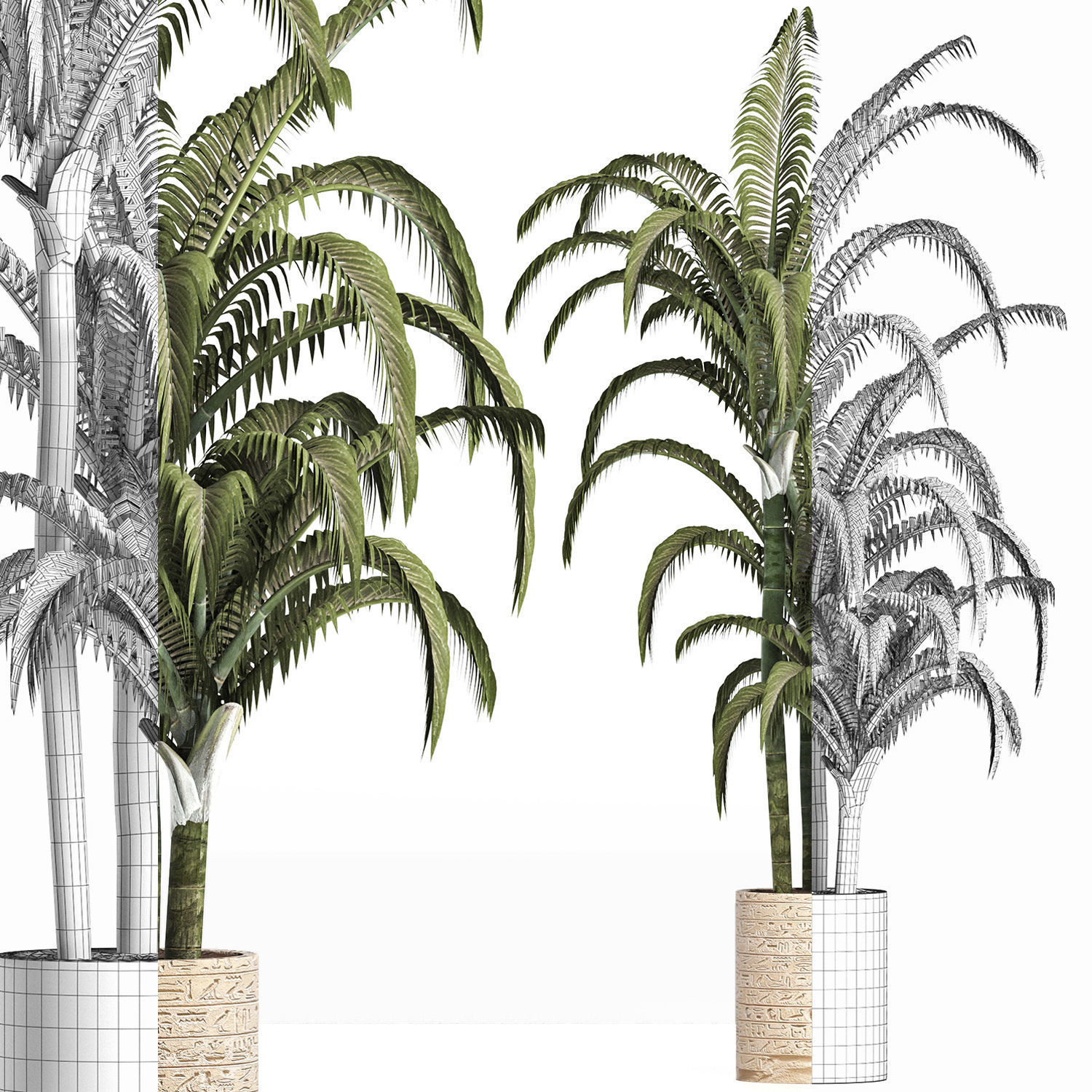 Plants Collection 161 Egyptian Palm 3D model_7