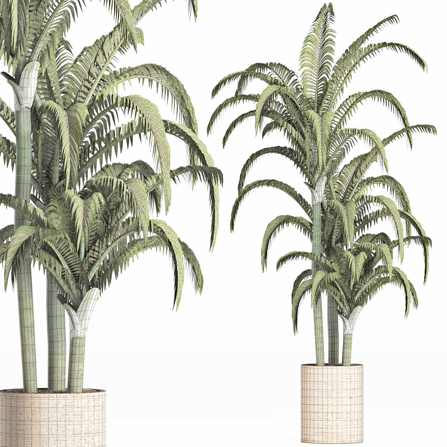 Plants Collection 161 Egyptian Palm 3D model_6