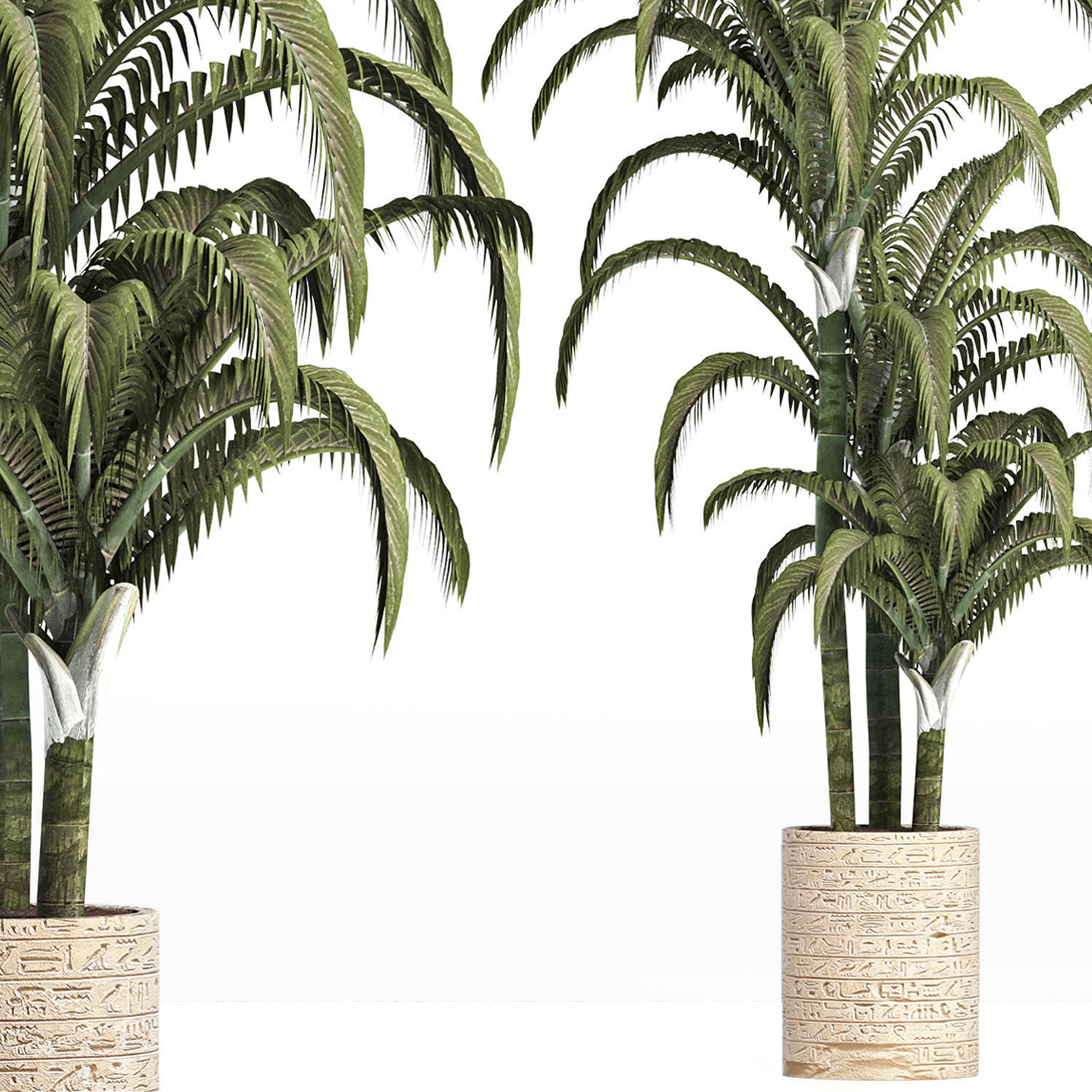Plants Collection 161 Egyptian Palm 3D model_1