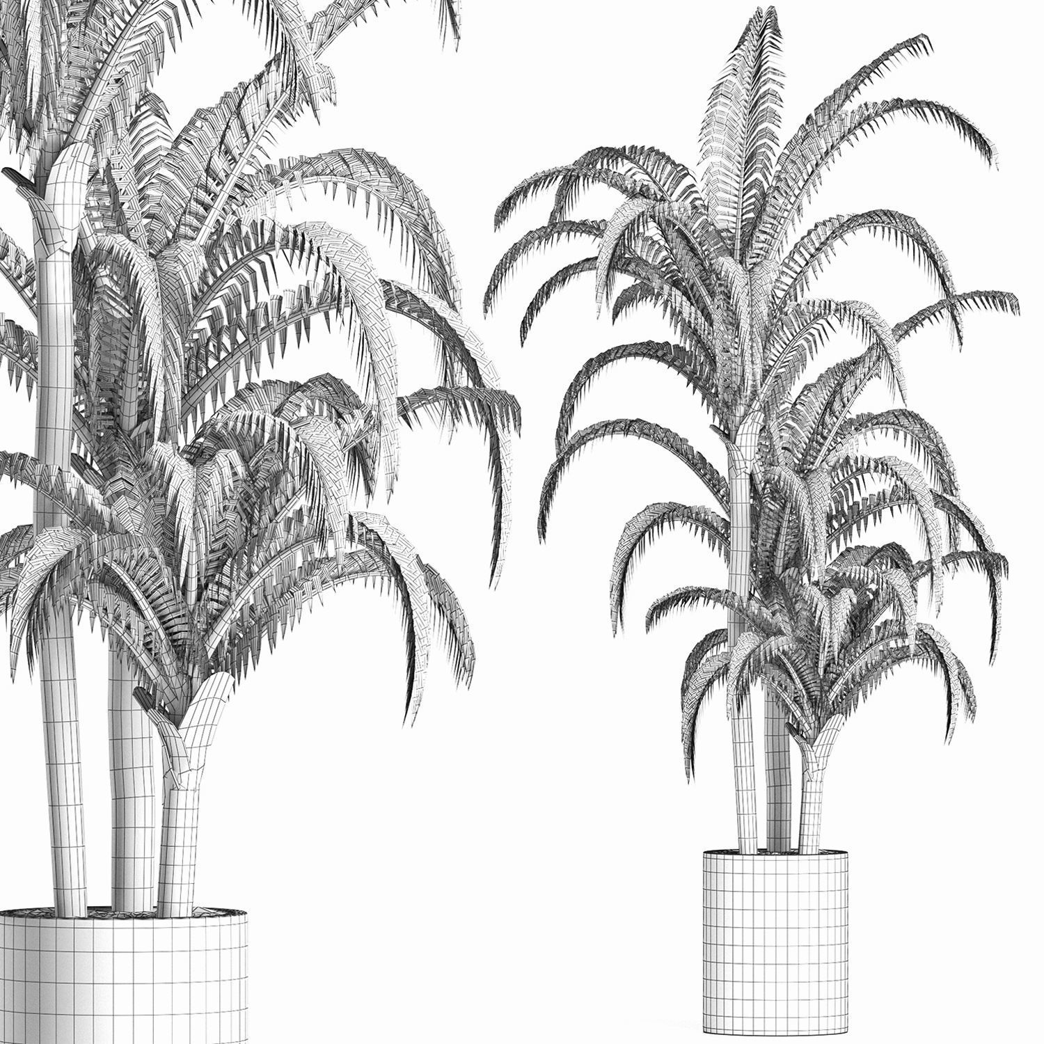 Plants Collection 161 Egyptian Palm 3D model_5